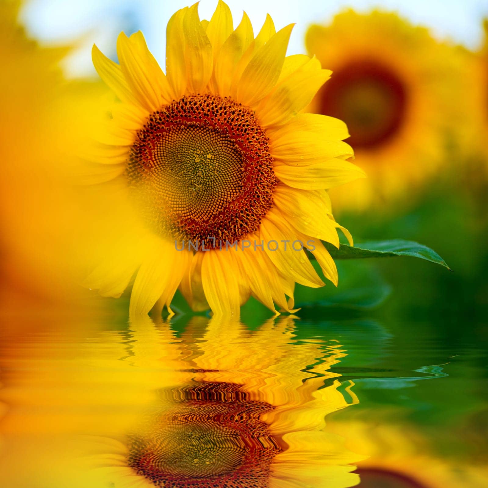 Background from a field of bright yellow sunflowers