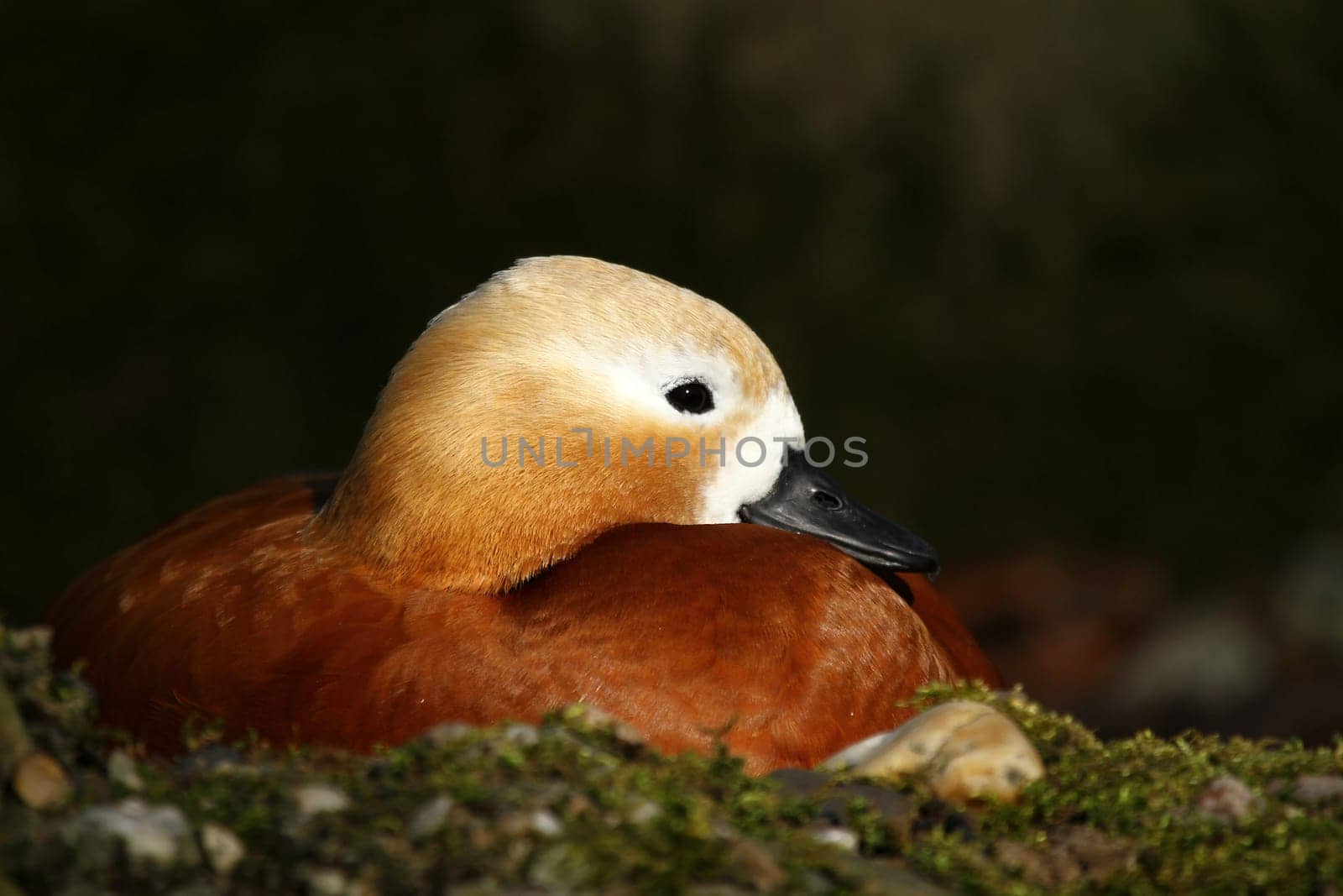 Red-crested pochard