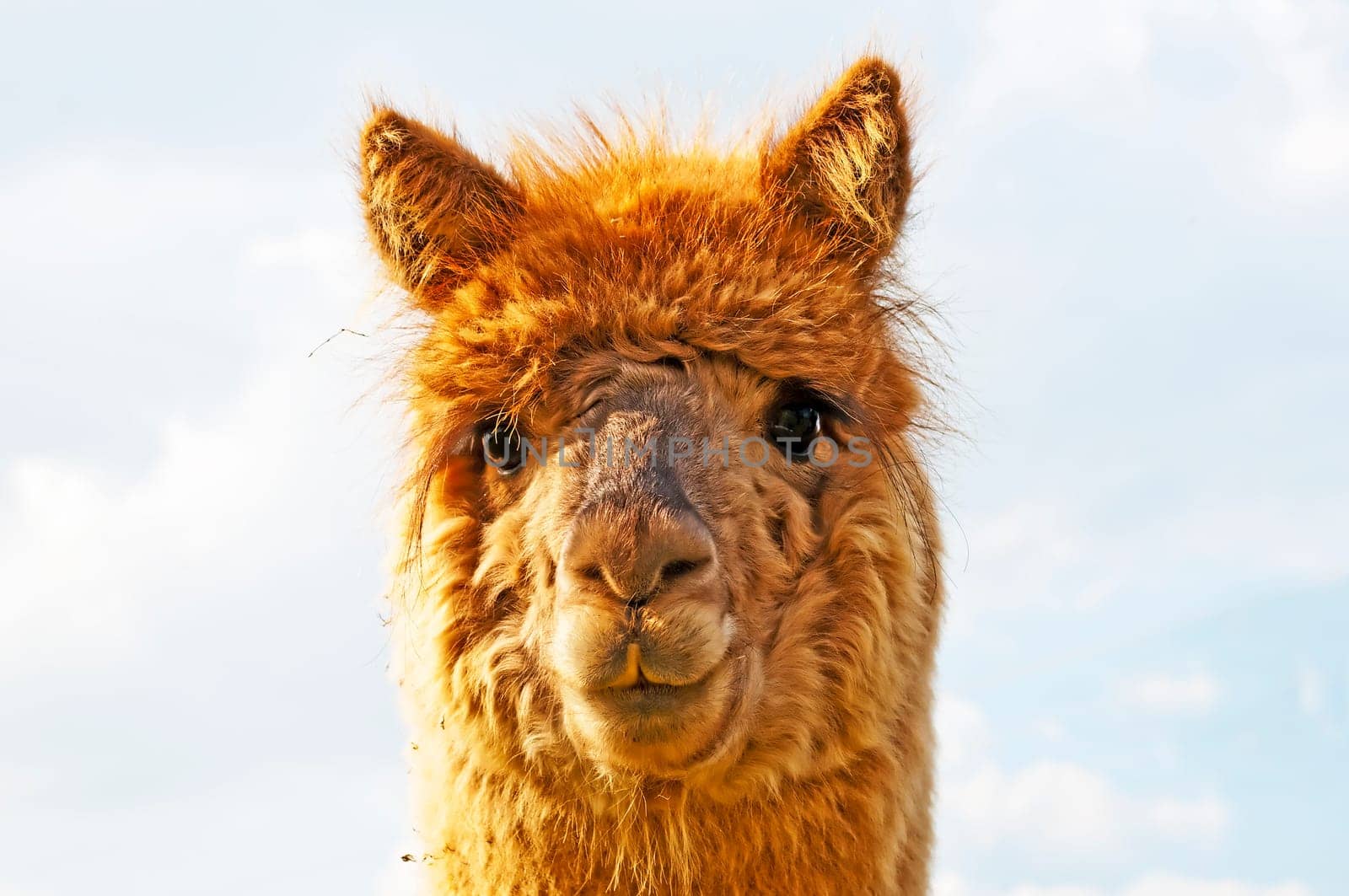 Alpaca,Vicugna pacos