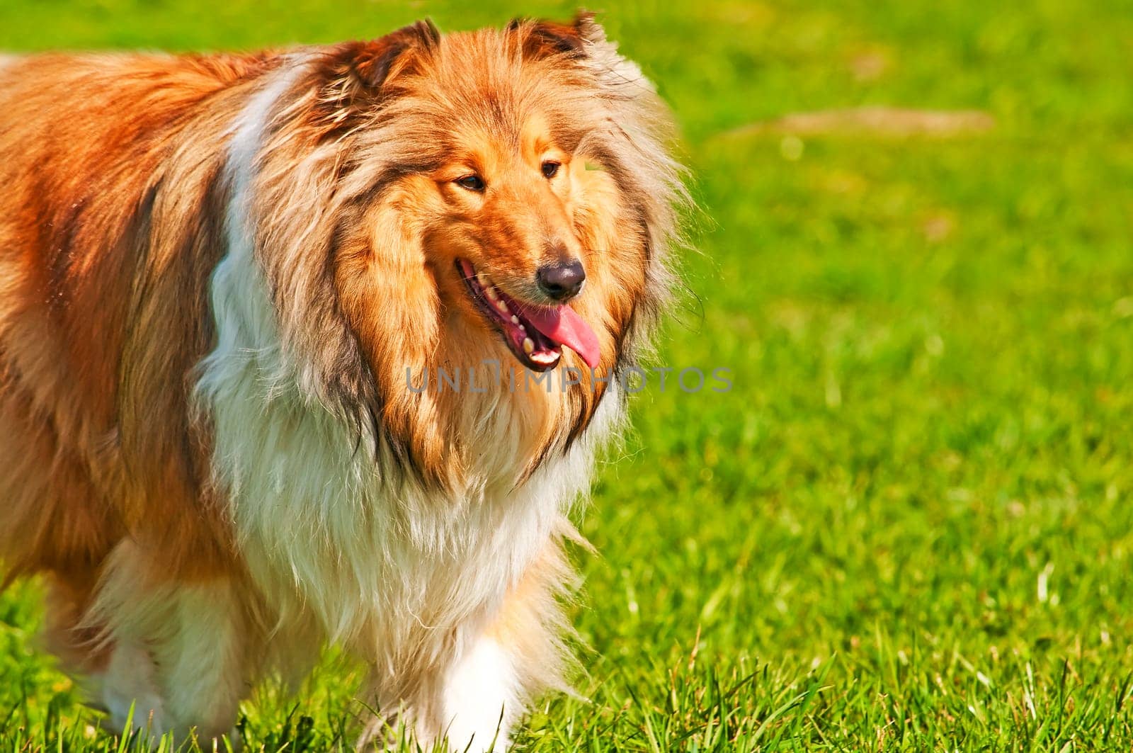 Collie