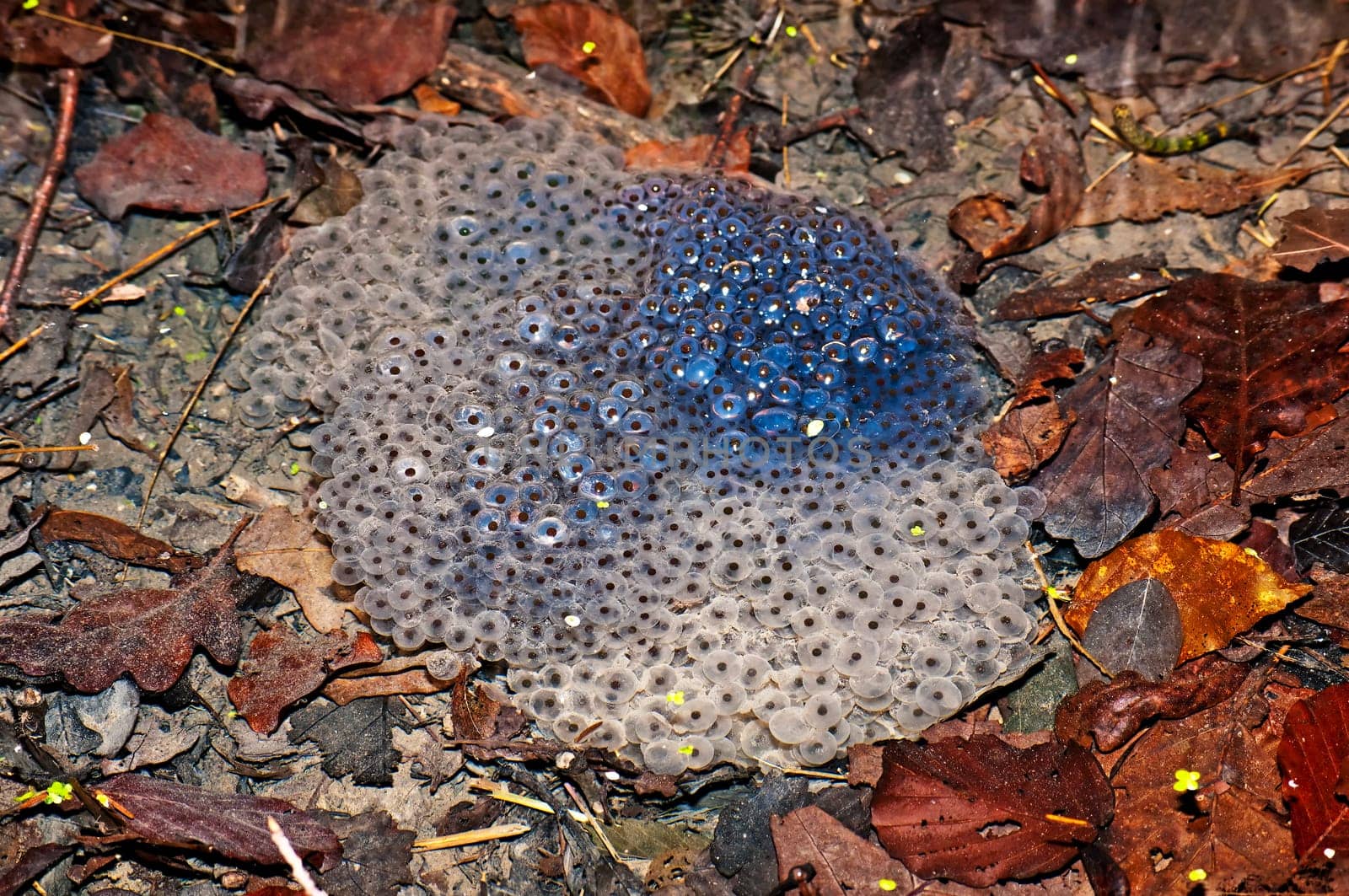 Toad spawn