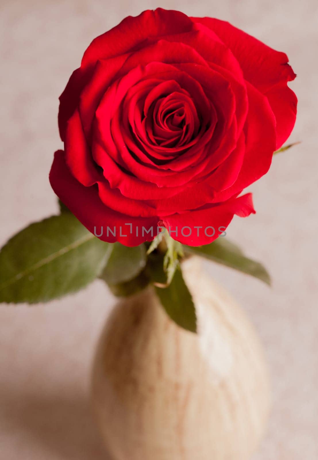 Red Rose