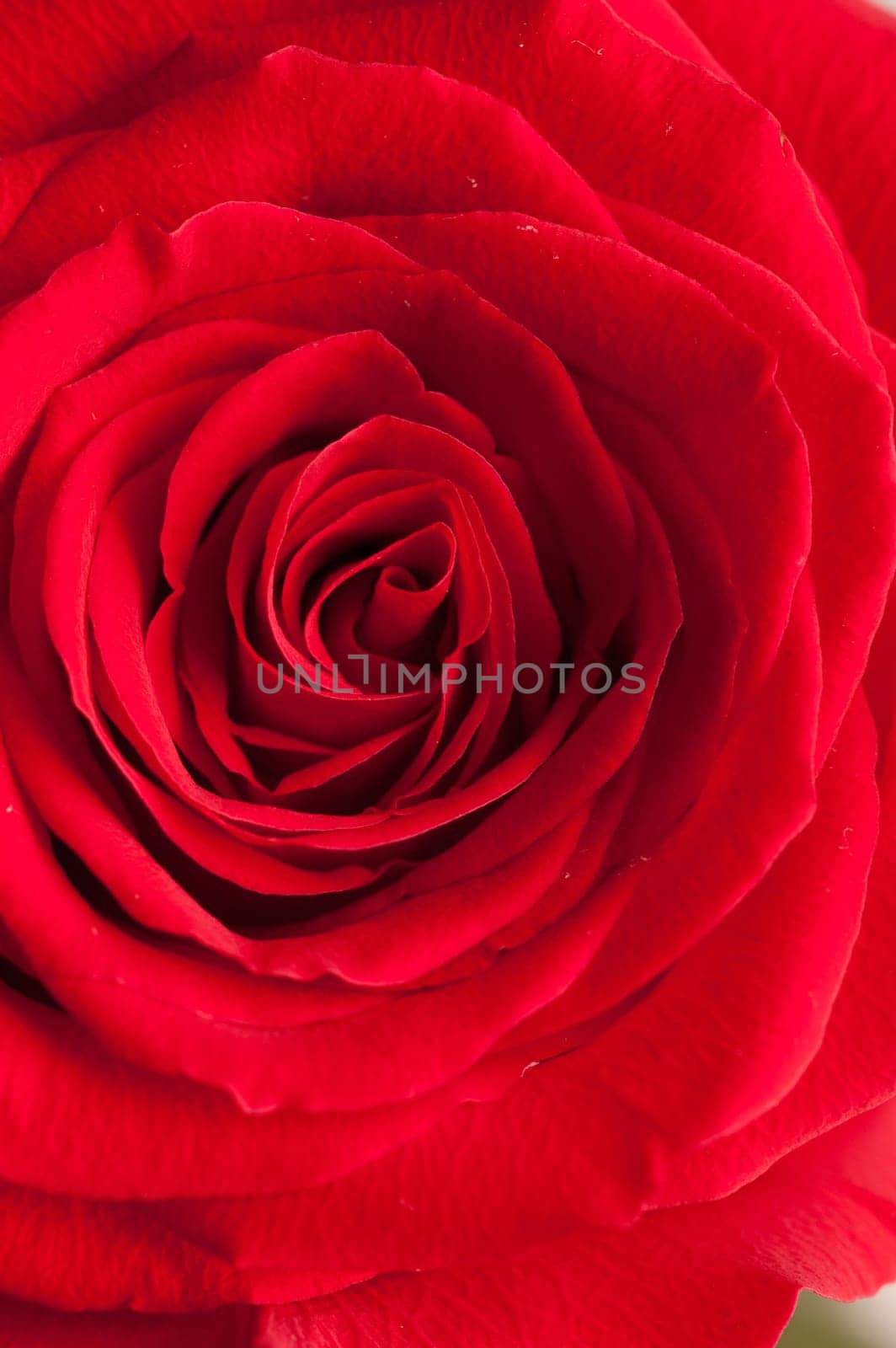 Close up of Rose