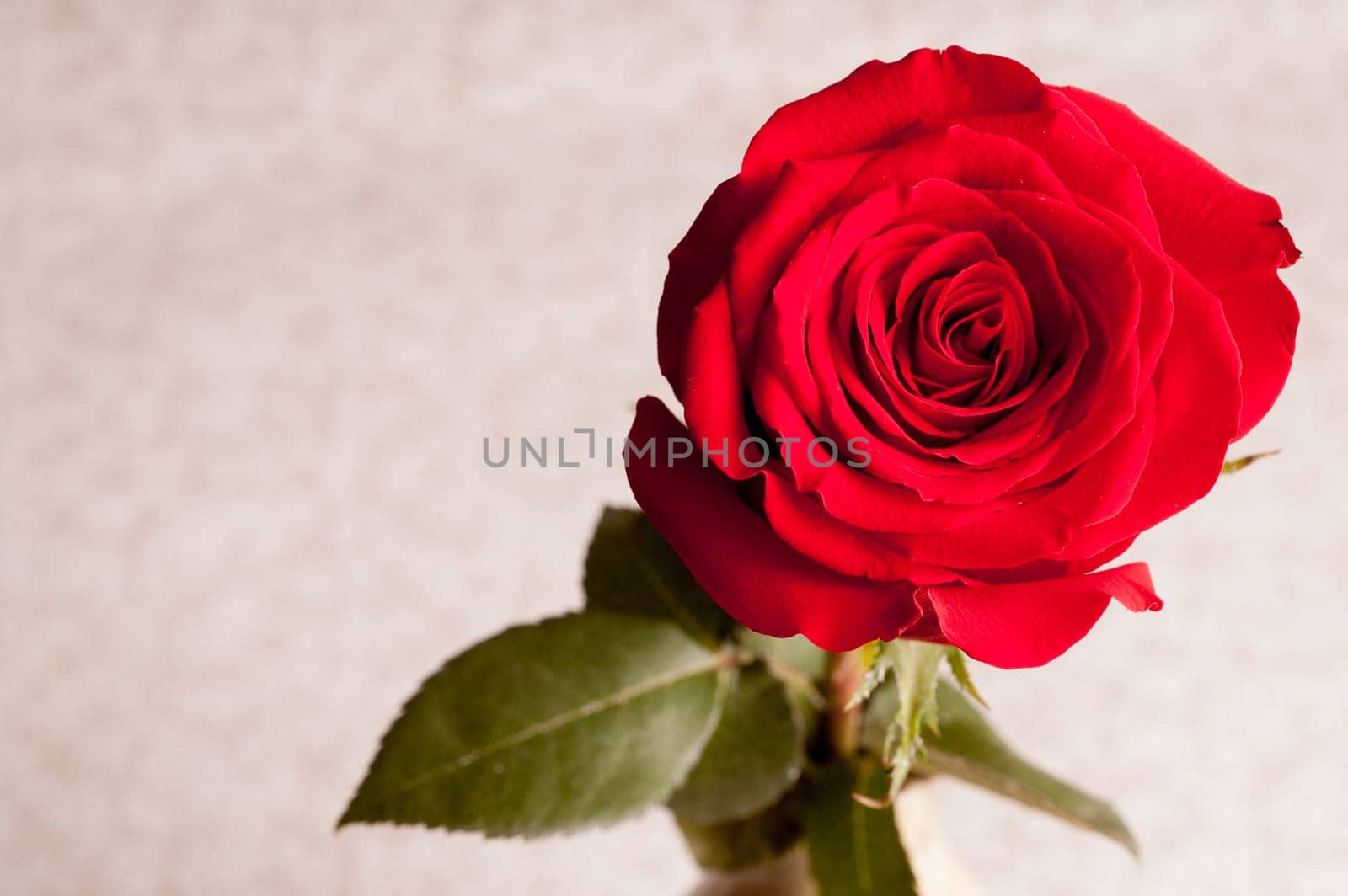 Red Rose