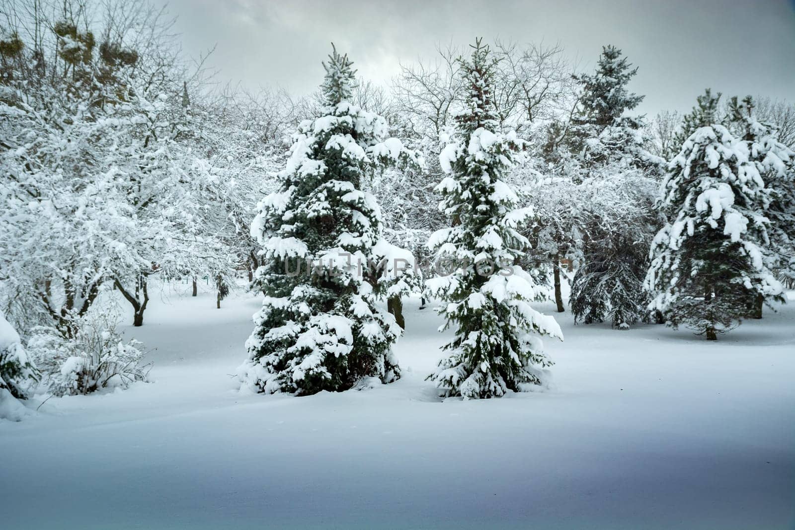 Heavily snow-covered trees in the park, Chelm, Lubelskie, Poland