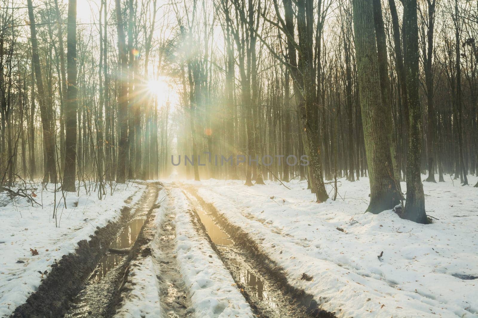 Sun glare over the road in a snow-covered foggy forest by darekb22