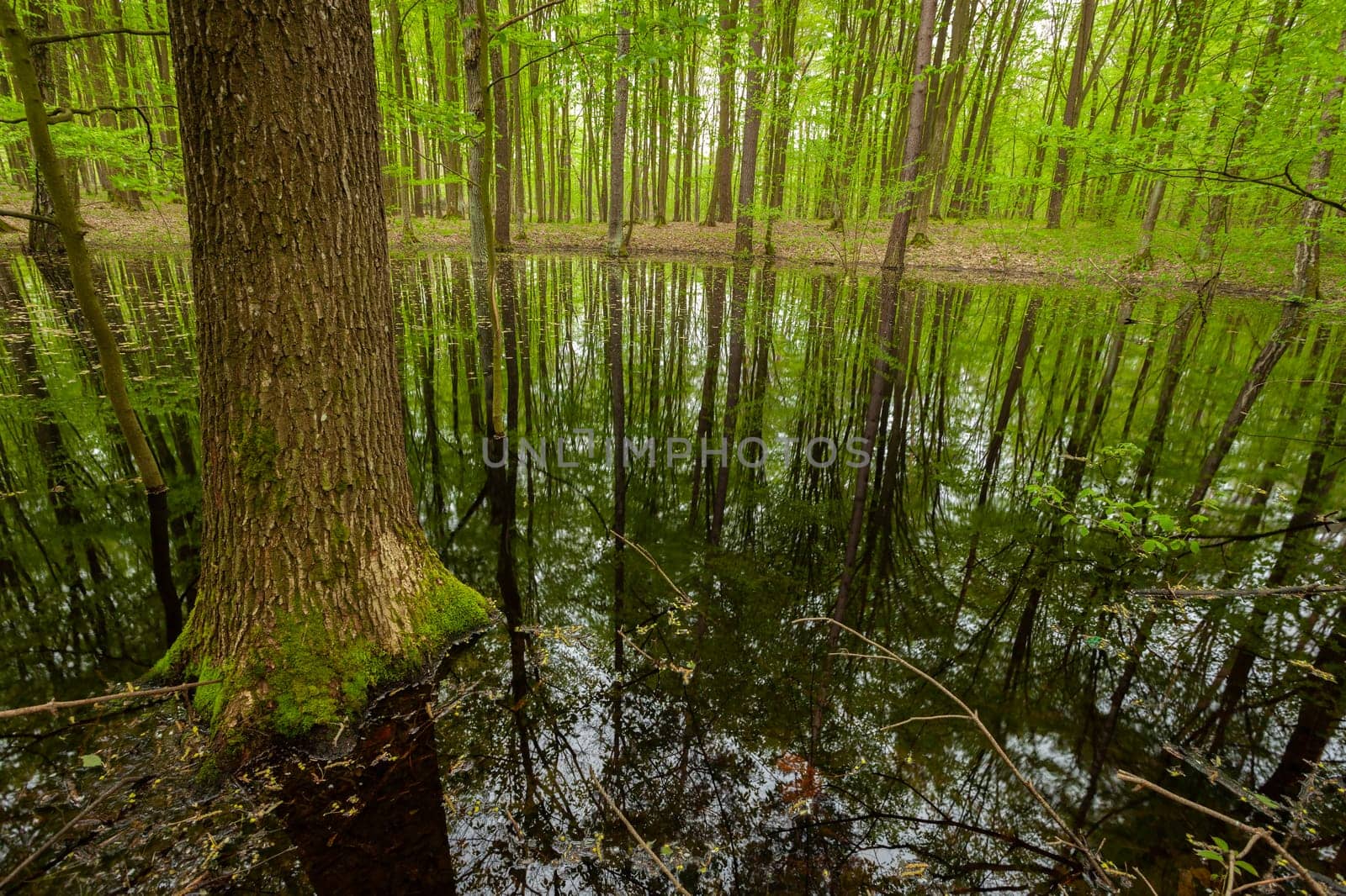 Wet forest and the reflection of trees in the water, view on a spring day, eastern Poland