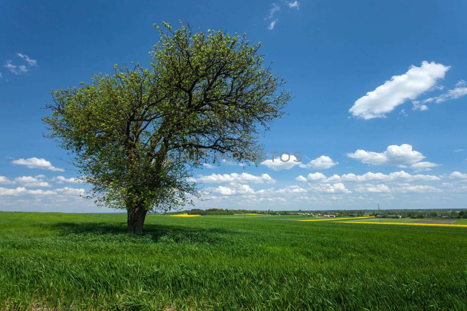 A large tree growing in a green field, view on a spring sunny day by darekb22