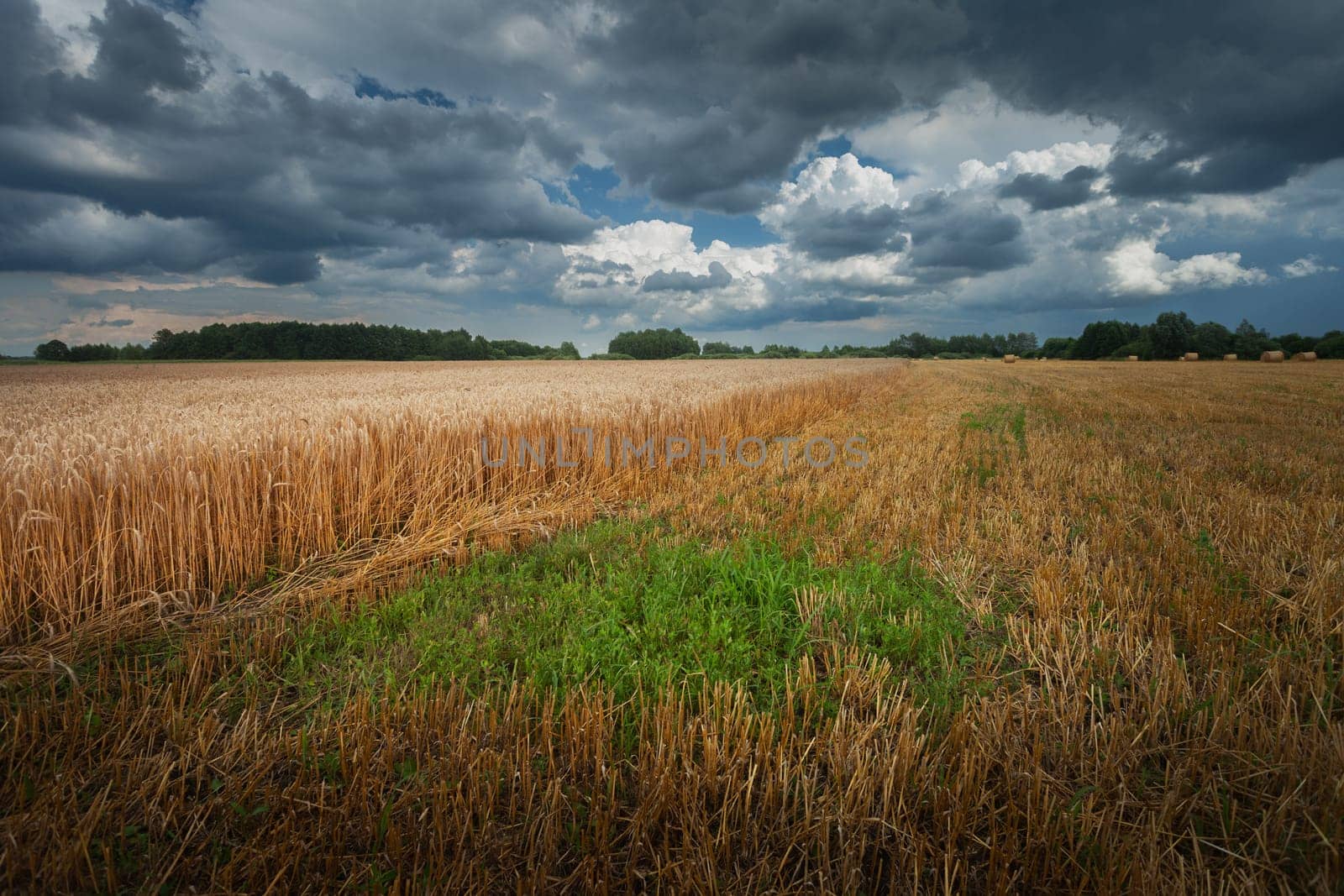 A field with grain and a cloudy sky, a view on a July day by darekb22