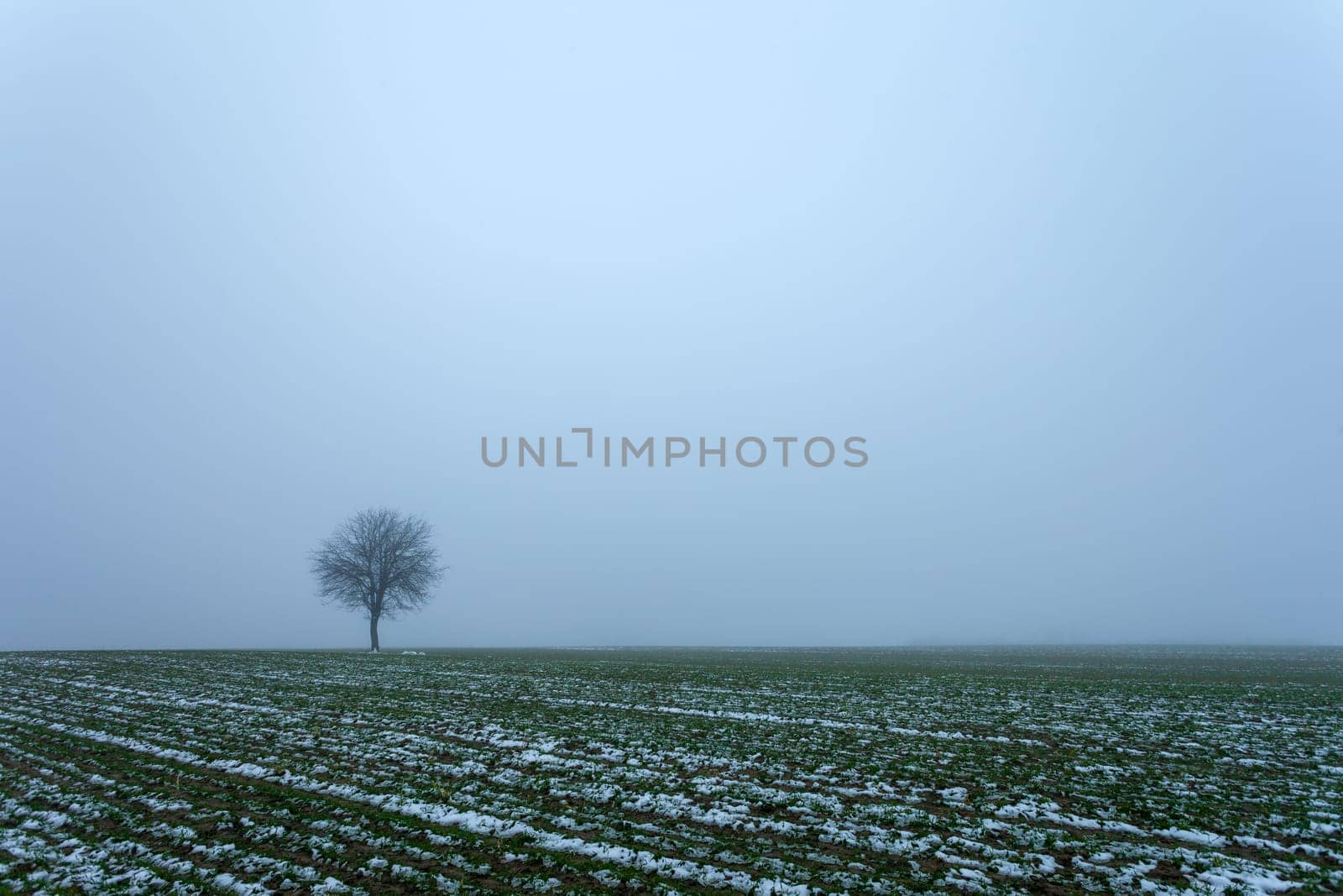 A lonely small tree growing in a snow-covered field and a foggy sky, a view on a January day