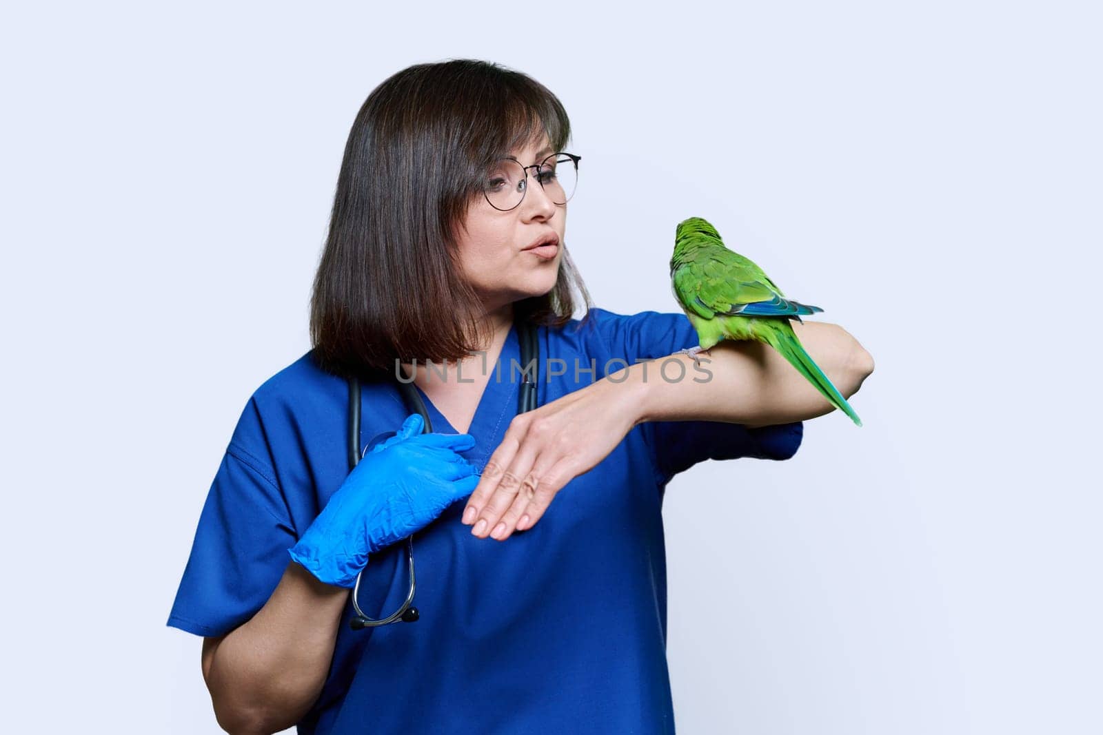 Female doctor veterinarian examining green Quaker parrot, on white studio background. Inspection of birds pets in veterinary clinic, ornithology
