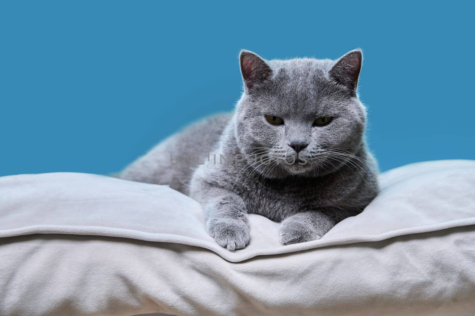 Portrait of a lying gray british cat on a blue studio background