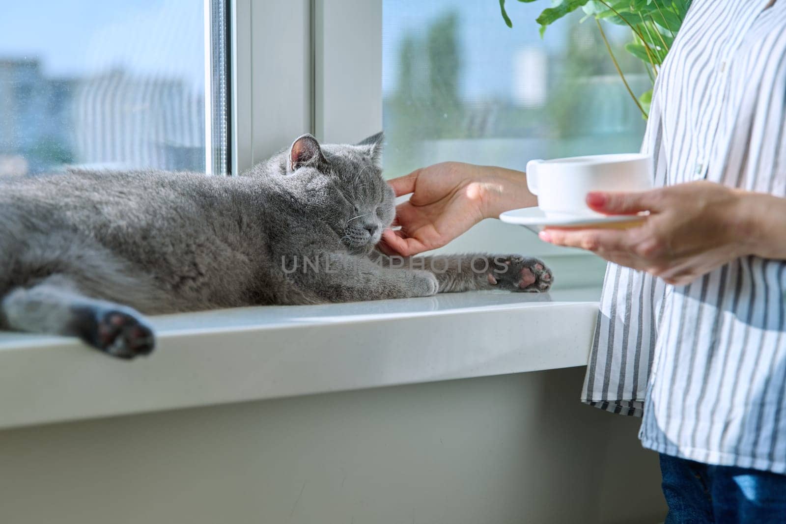 Close-up of woman hands with cup of coffee and relaxed pet cat lying on windowsill by VH-studio