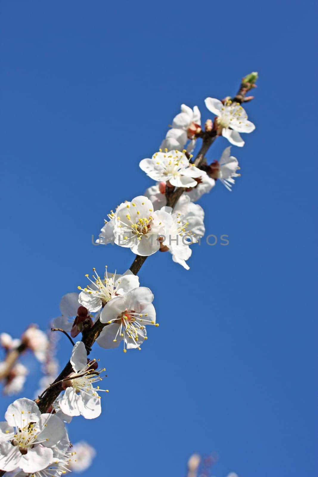 Pear tree branch with flowers in front of sky