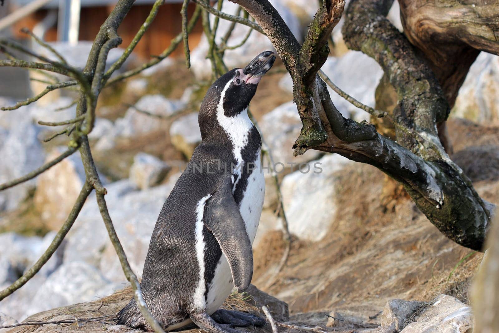Humboldt penguin at Sababurg Zoo