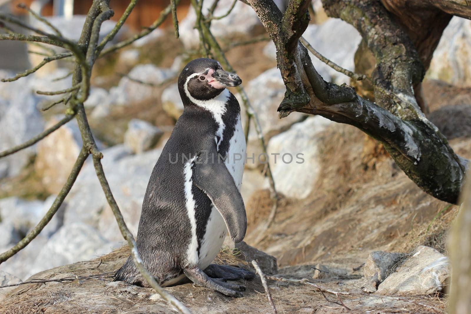 Humboldt penguin at Sababurg Zoo
