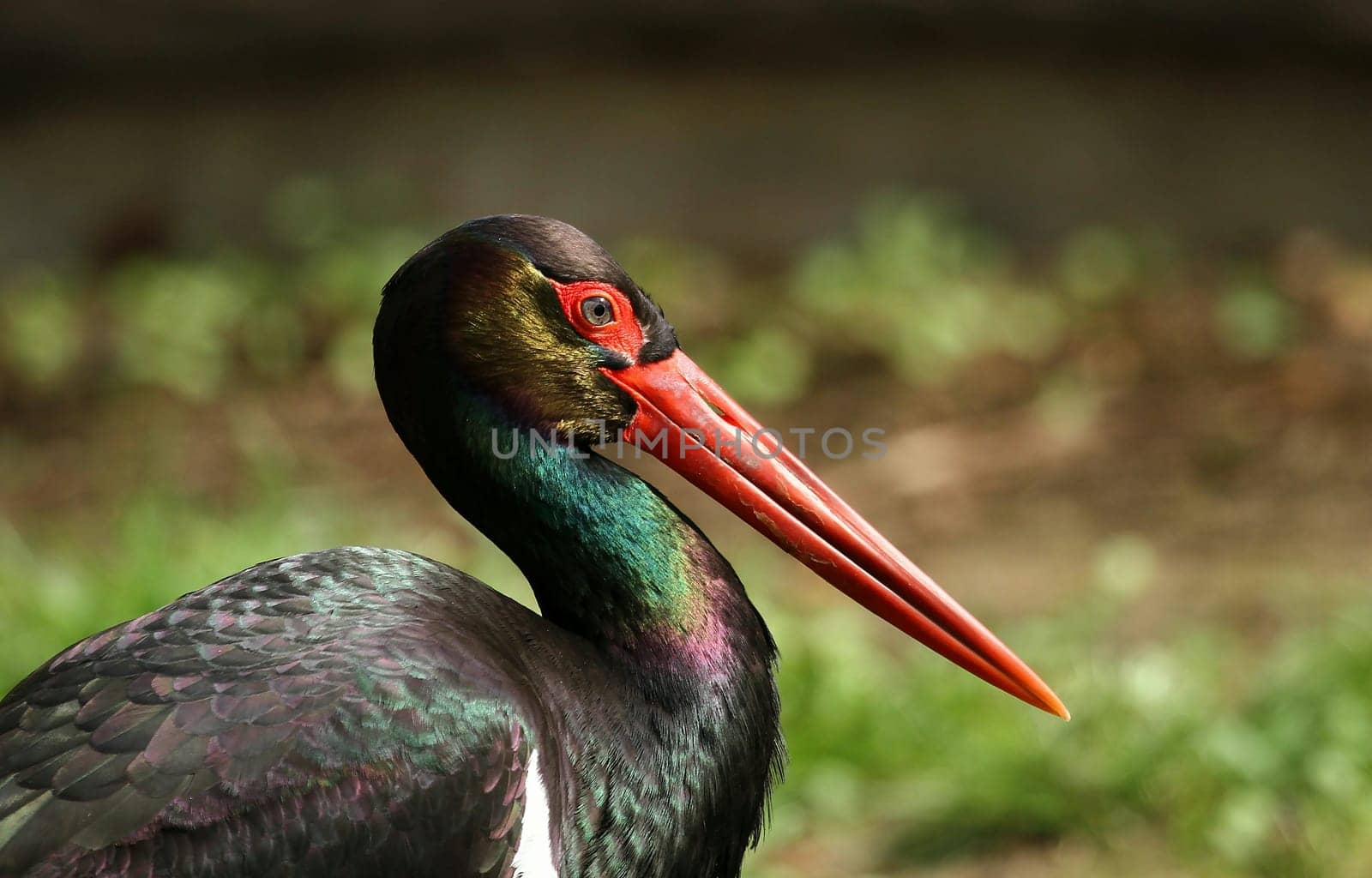 Black stork