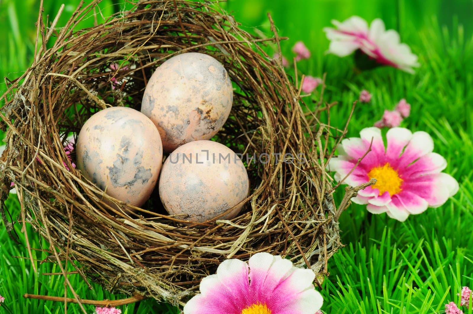 Bird's nest