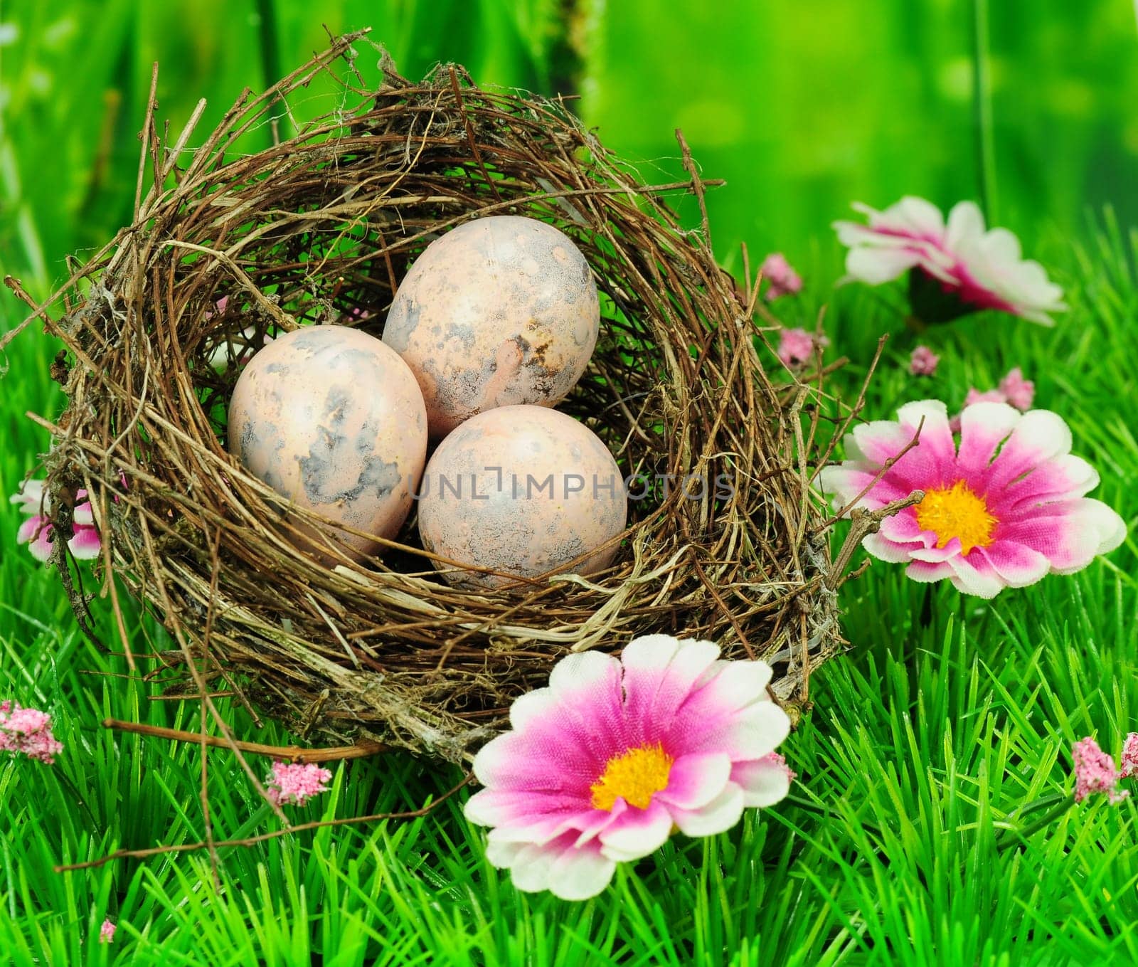 Bird's nest