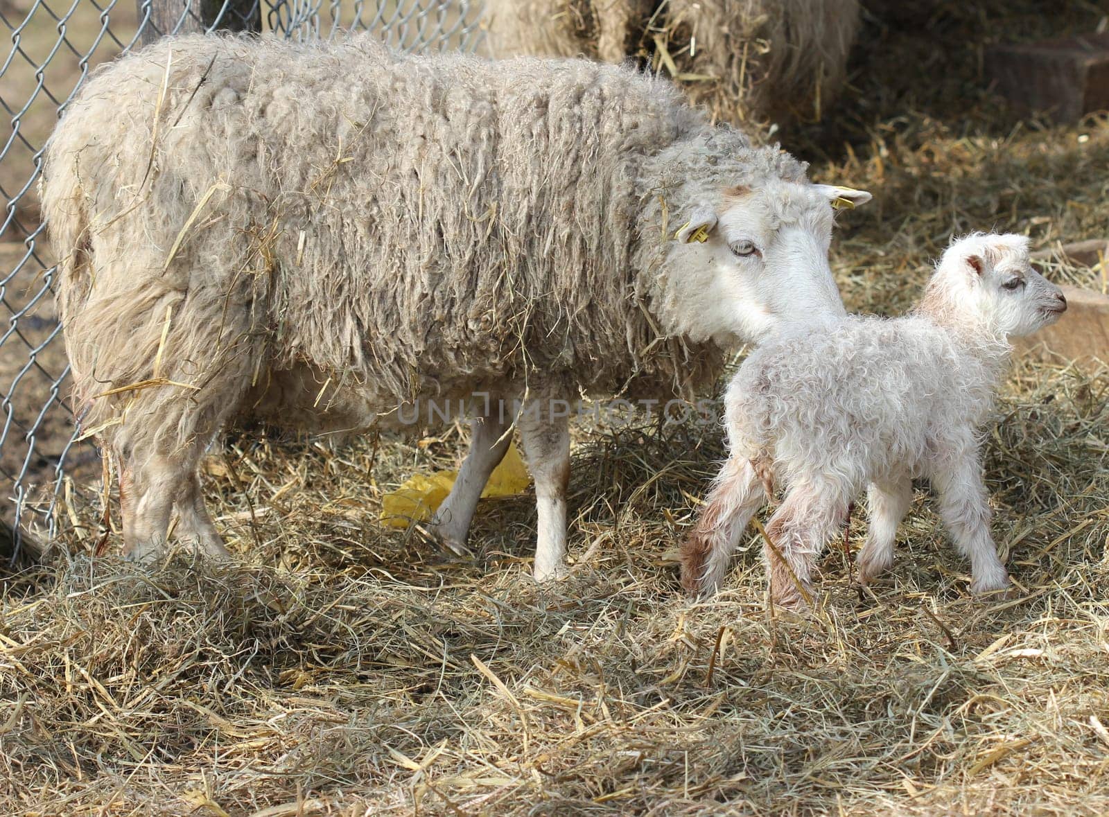Skudden sheep with newborn lamb