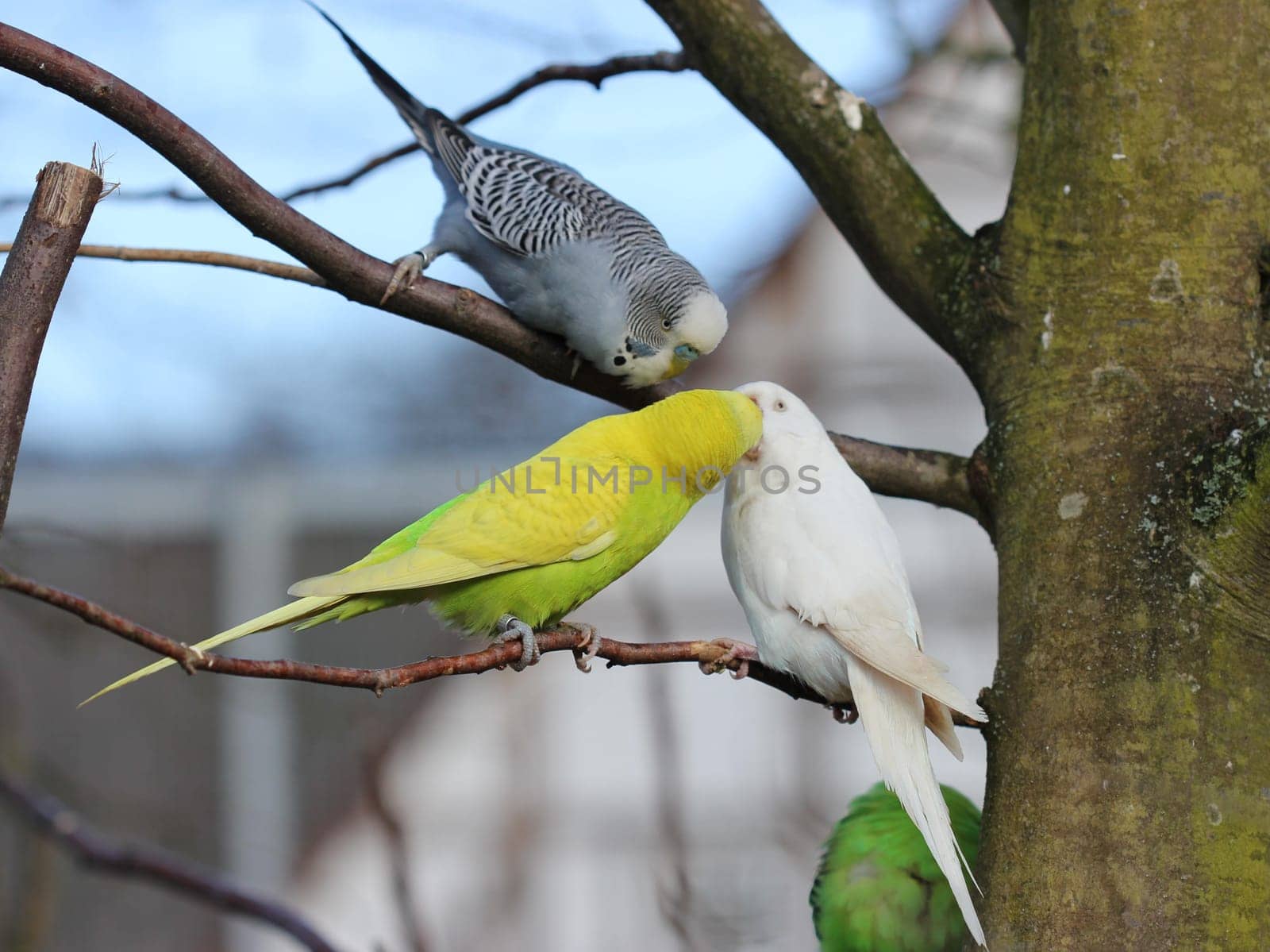 Balting budgie couple with observer