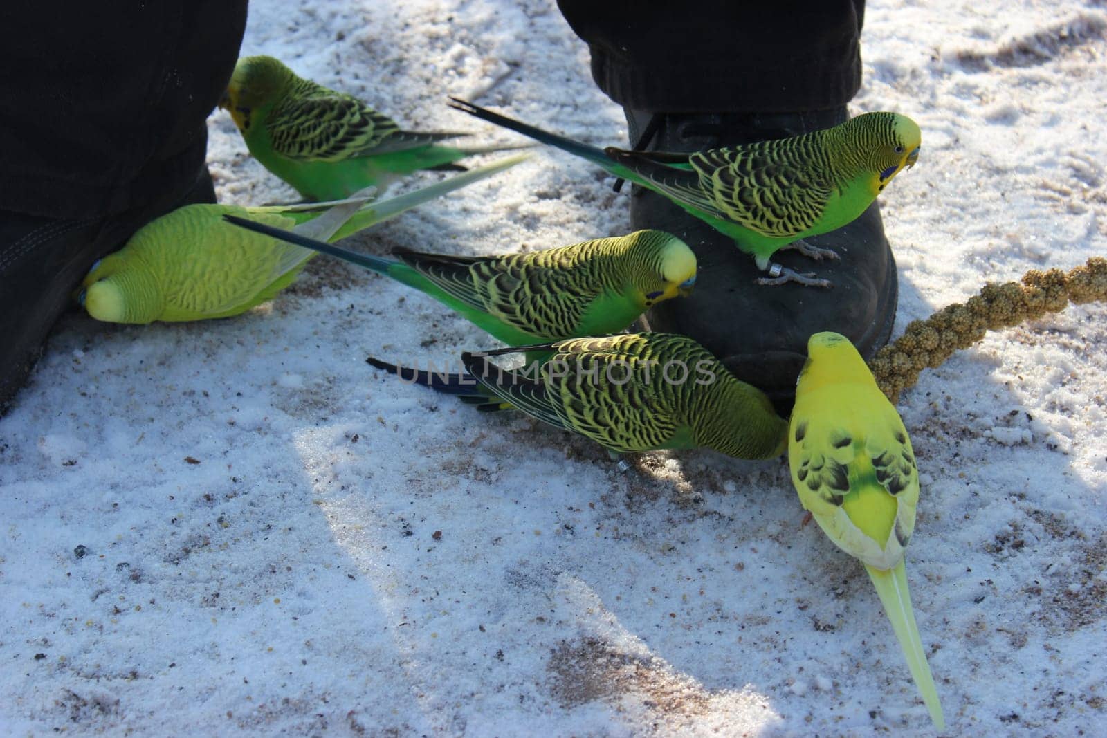 Budgies nibble on the shoe
