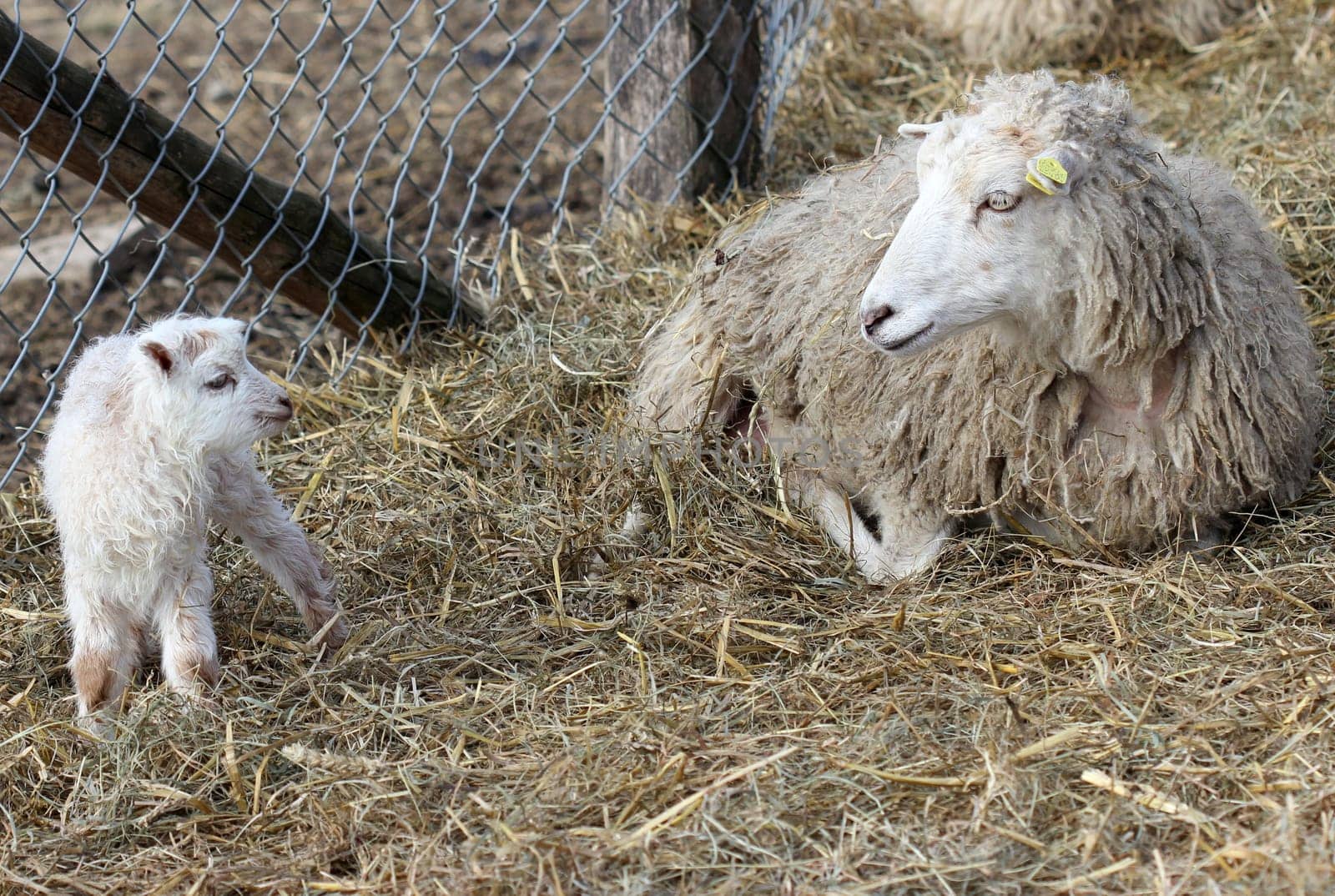 Skudden sheep with newborn lamb