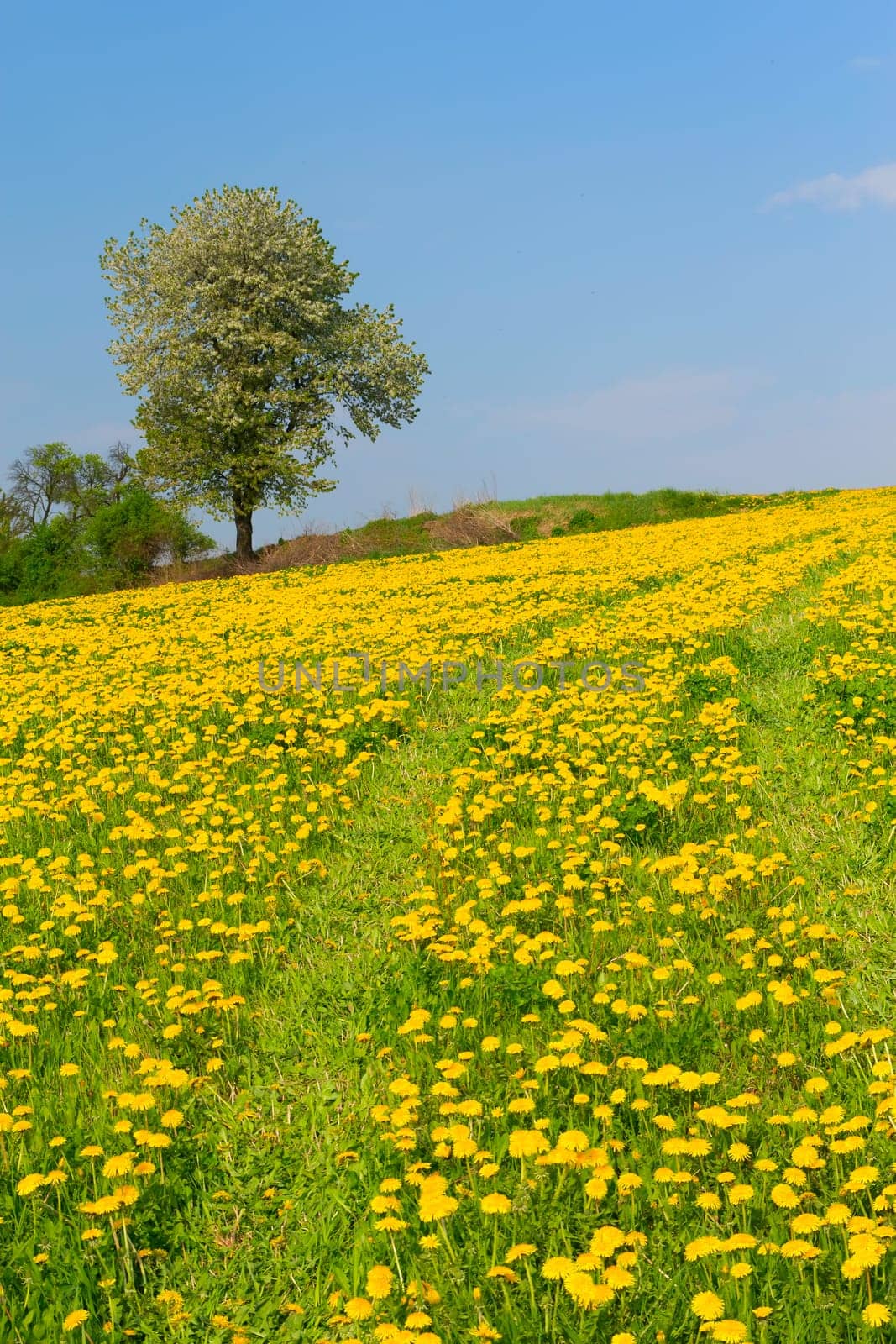 Dandelion meadow and alone tree in the spring