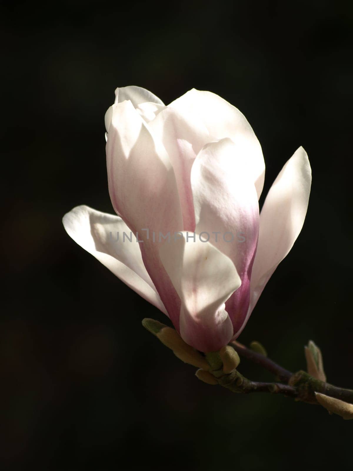 Magnolia Blossom