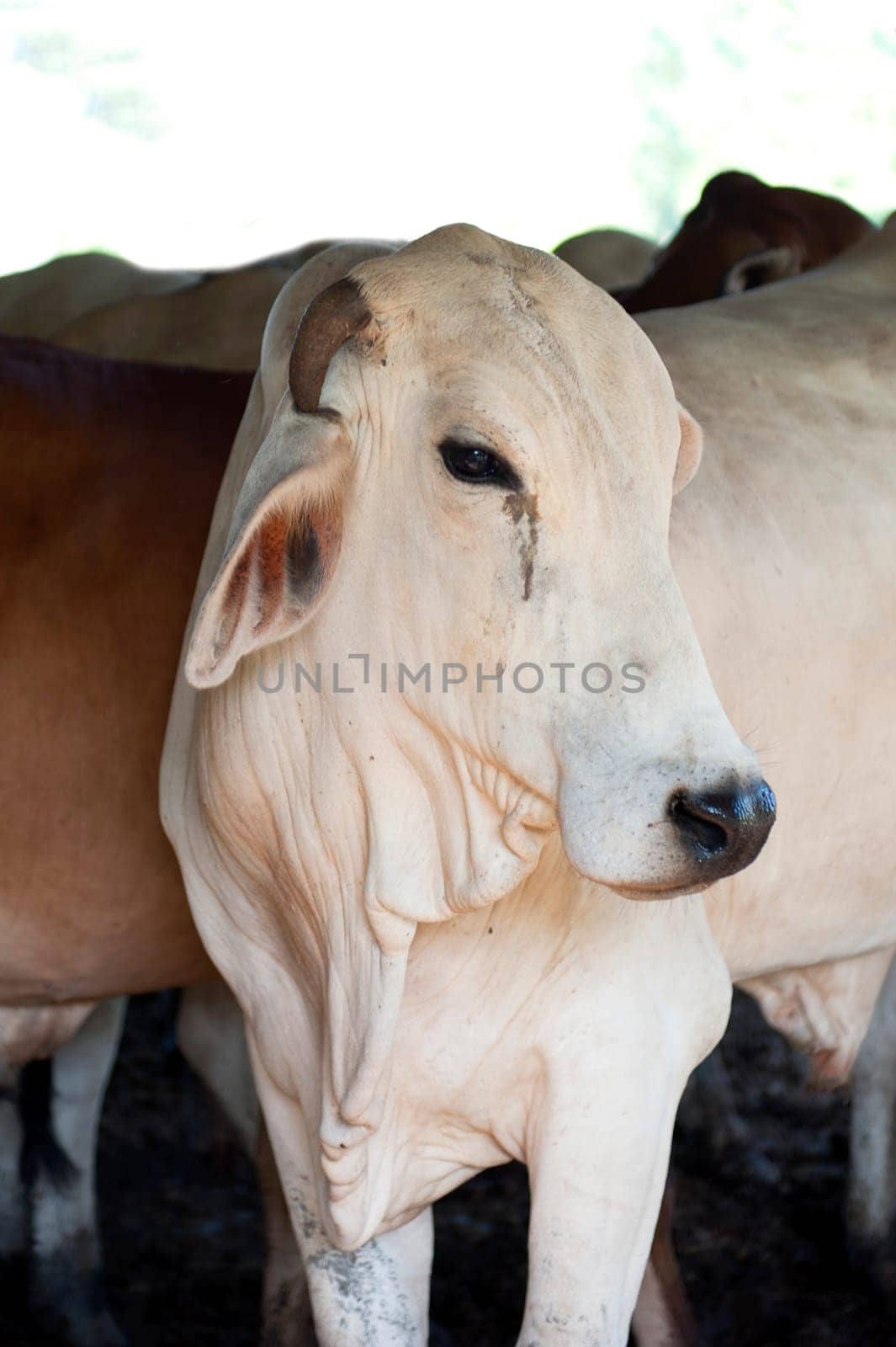 breeding bulls on a farm in Ecuador