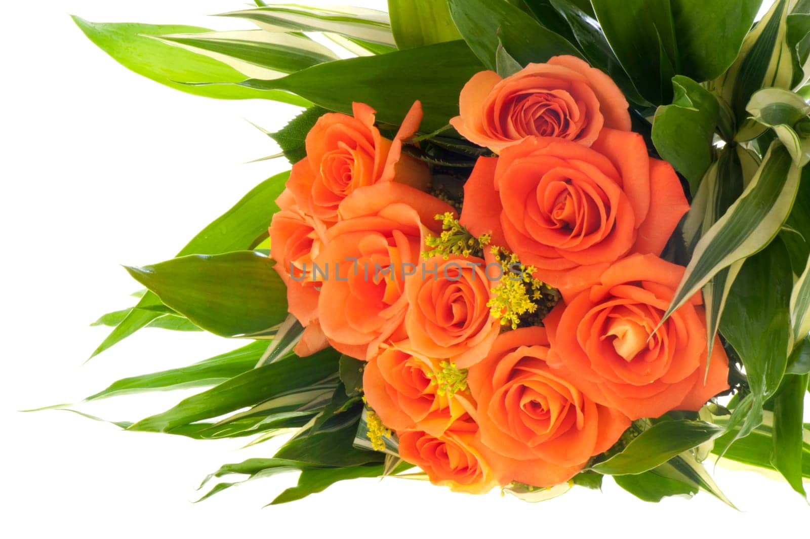 Bouquet of orange roses on a white background