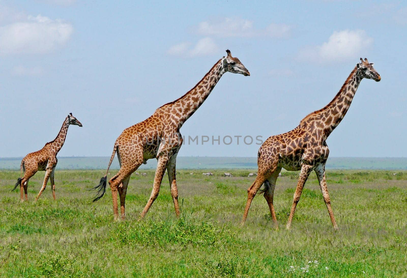 Three giraffes walking on african green savannah