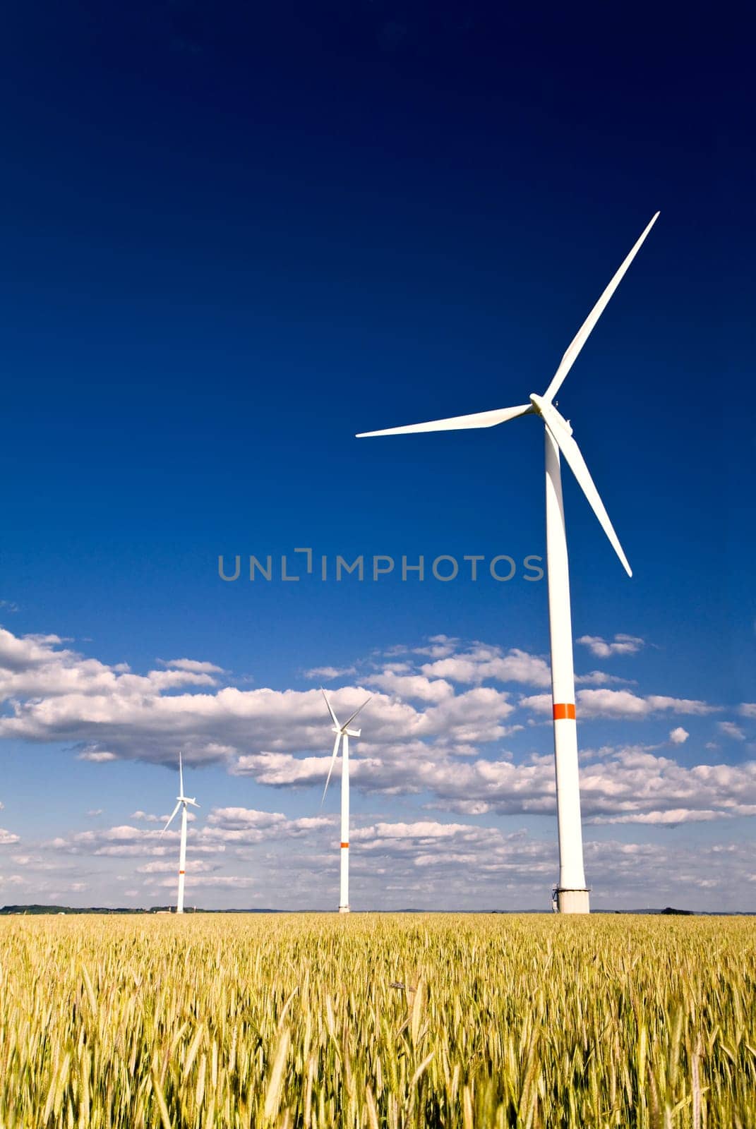 Windmills in a field of rye with blue sunny sky