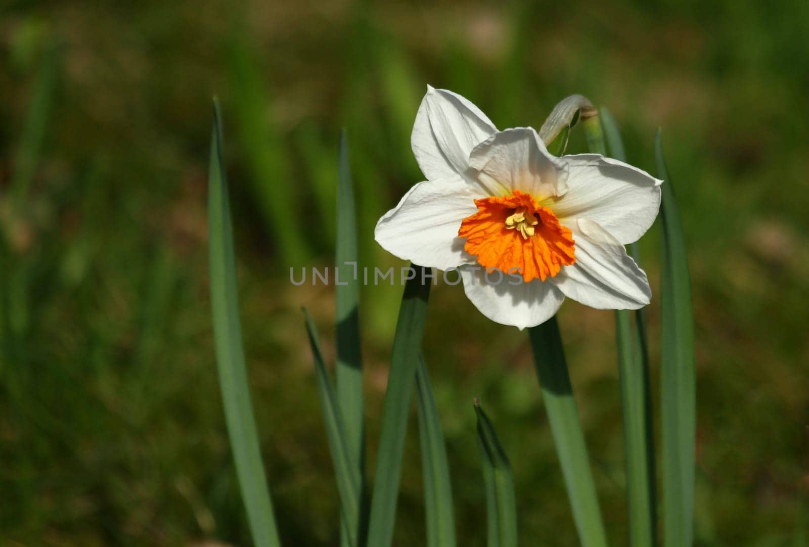 Daffodil