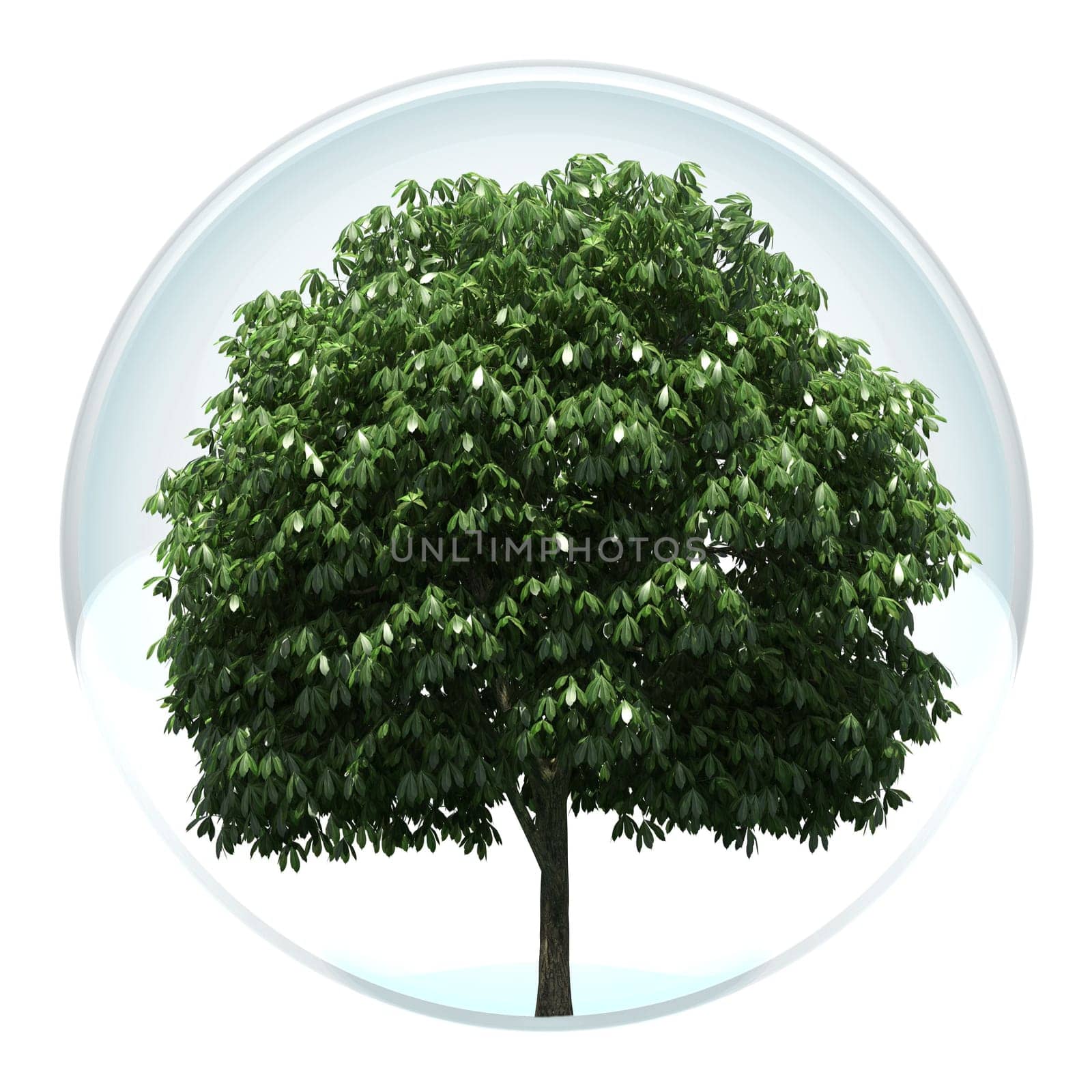 tree in a bubble