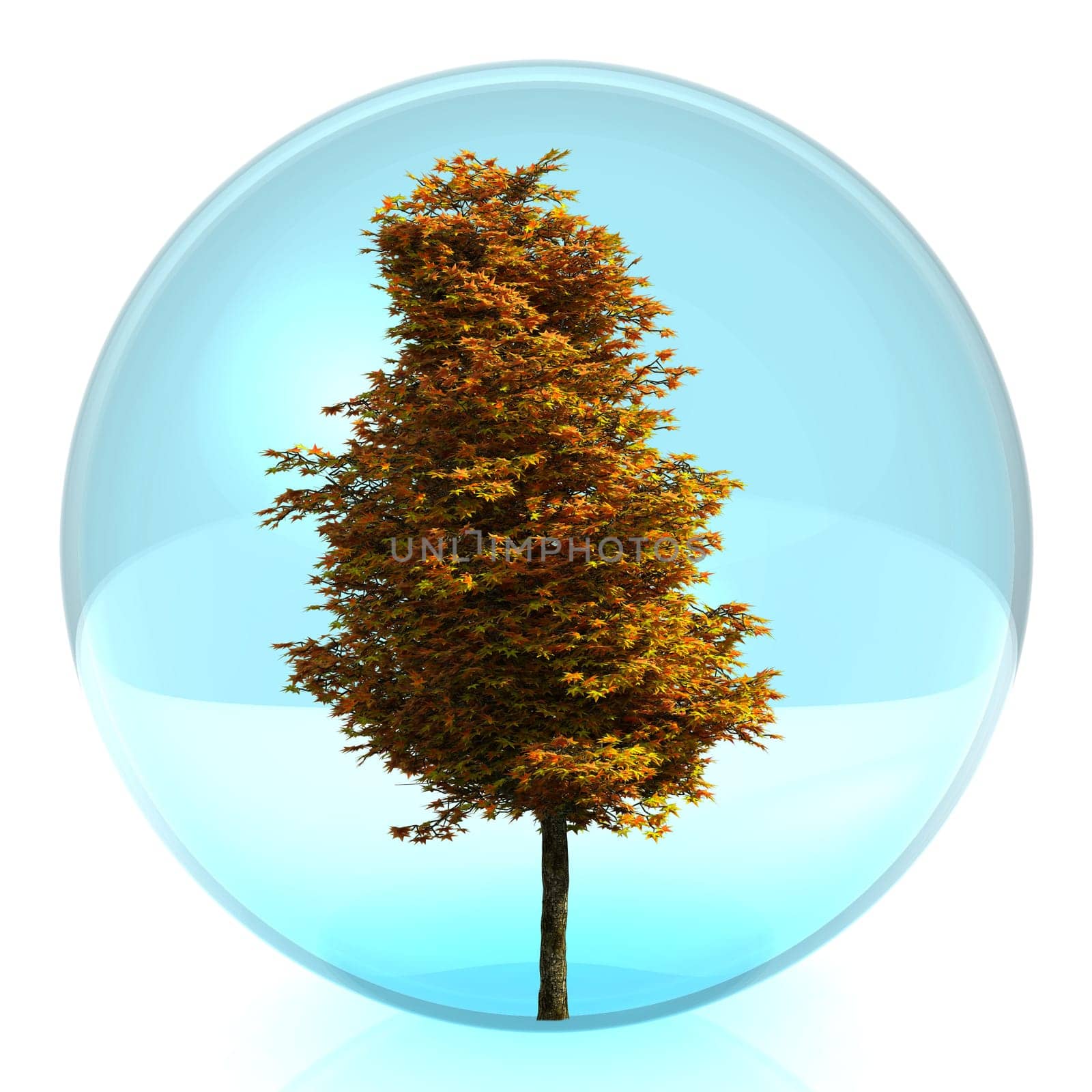 autumn tree