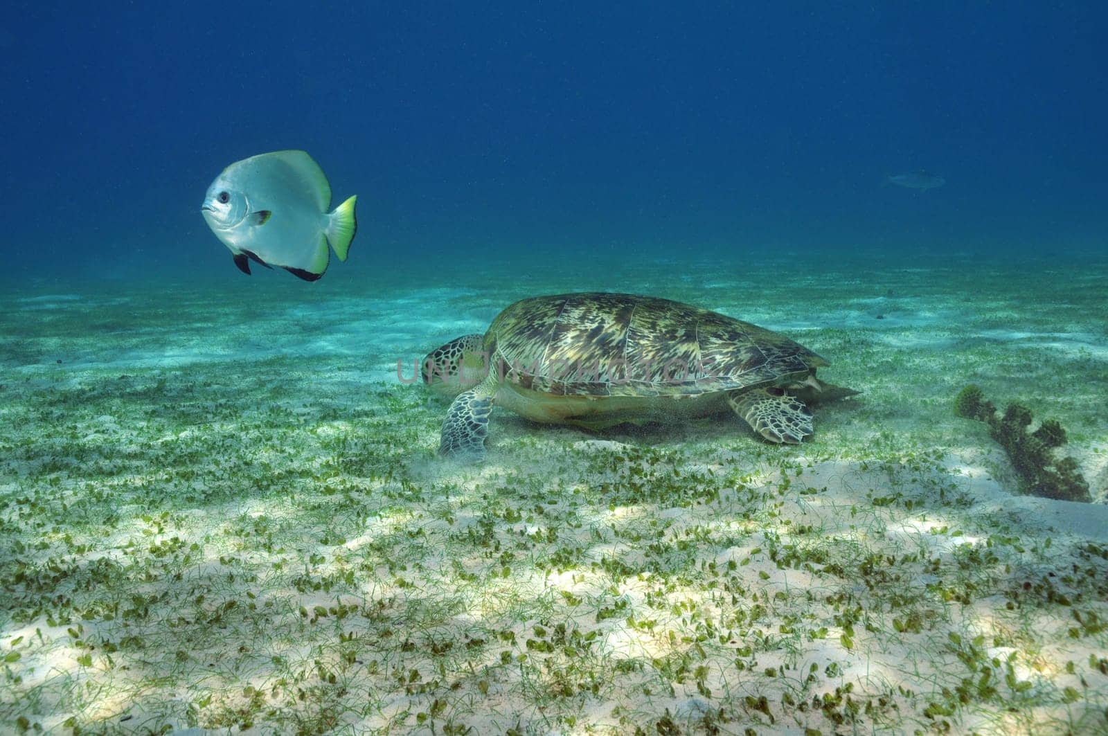 Encounter on the seagrass meadow