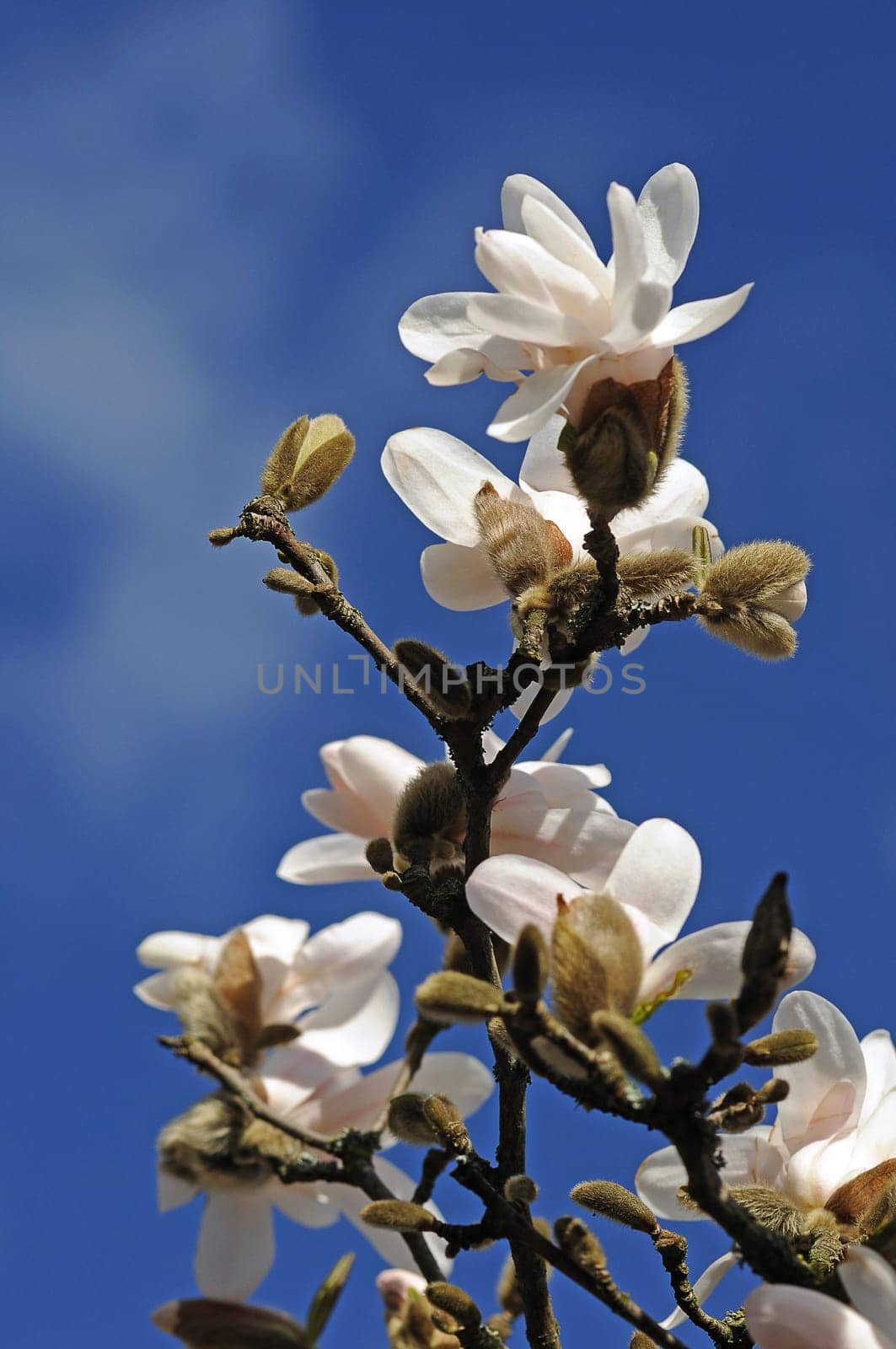 Magnolia Blossom