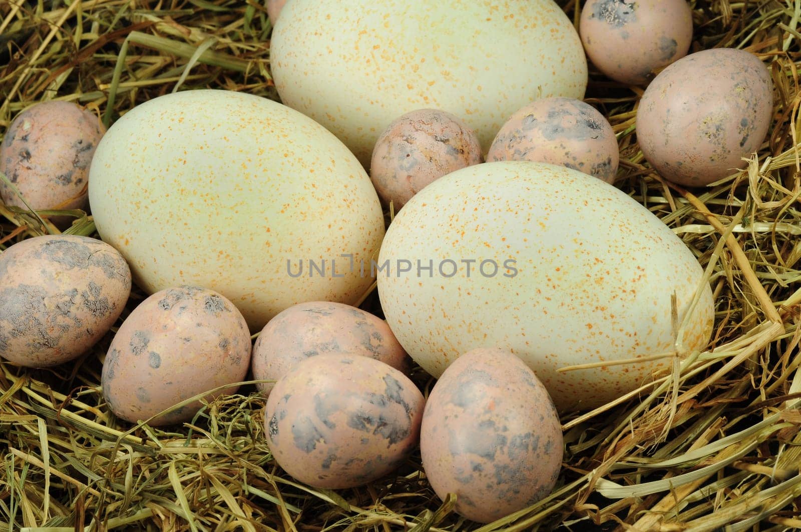Eggs