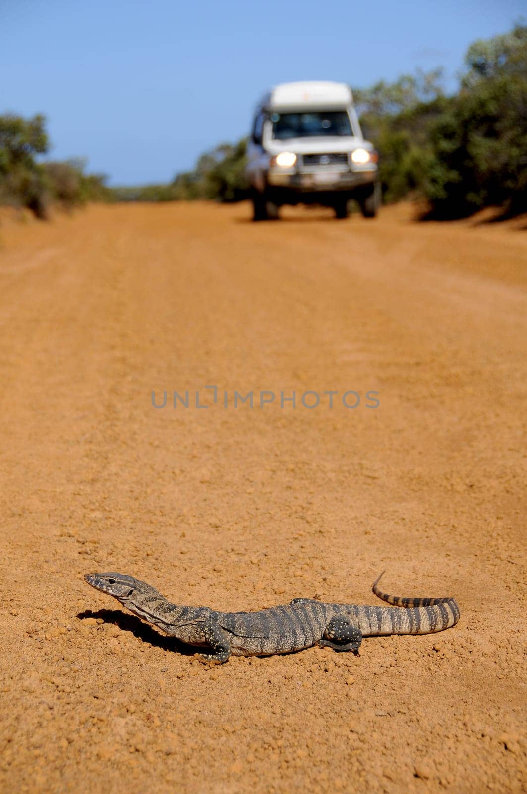 Rosenberg monitor lizard