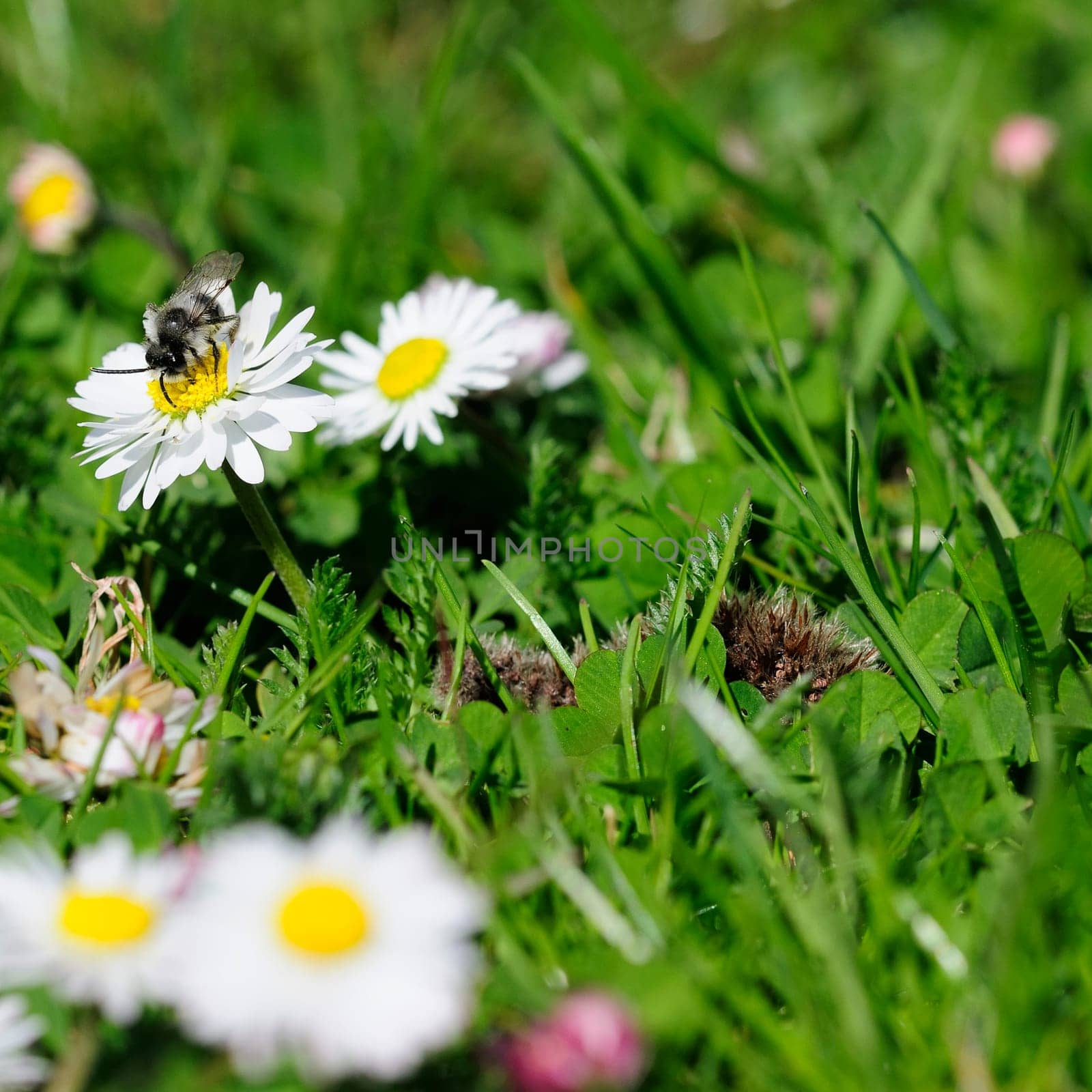 Bellis perennis