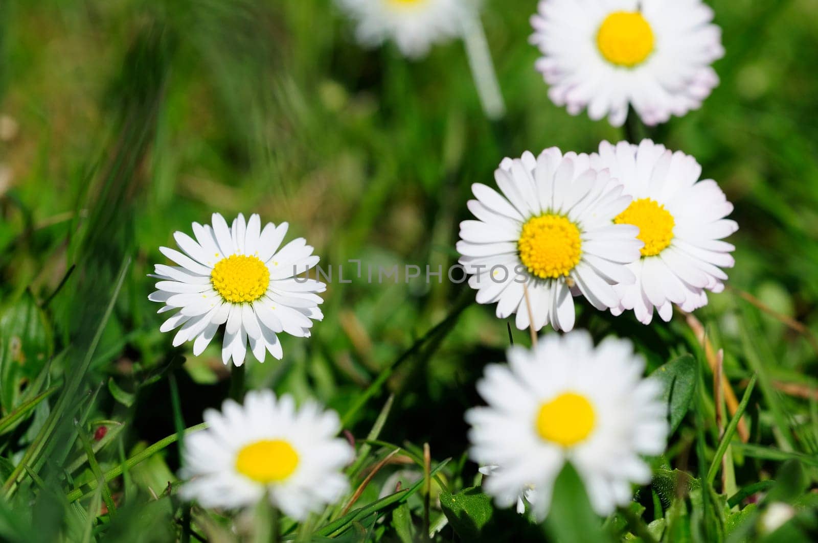 Bellis perennis
