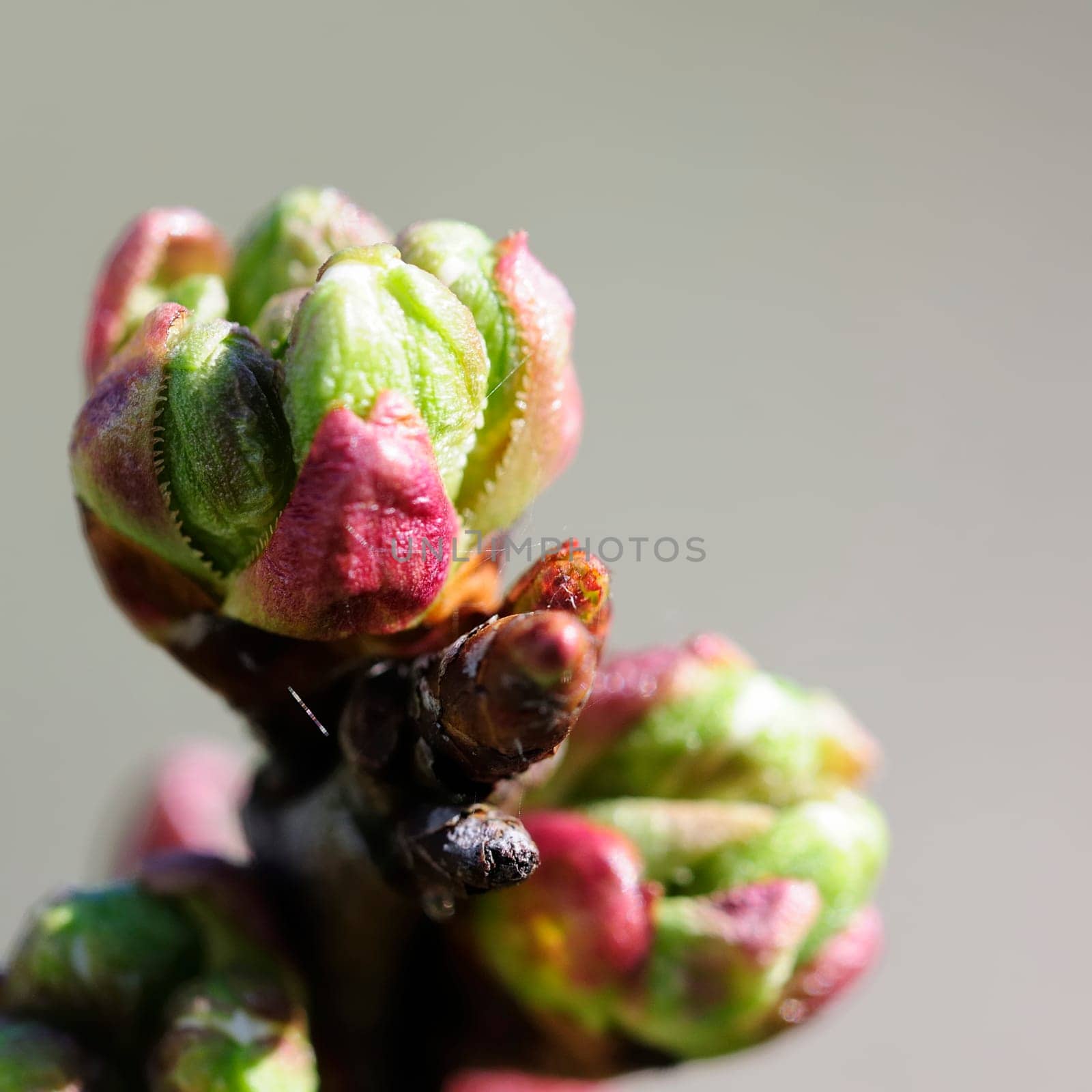 Cherry tree buds
