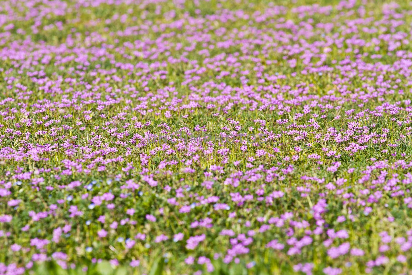 lilac flowery meadow
