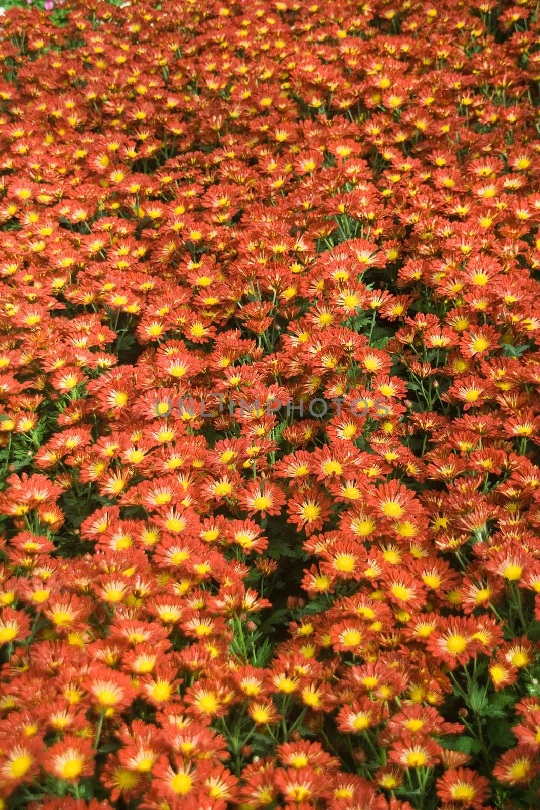 Display of vast array gerbera flower plants with orange and yellow petals