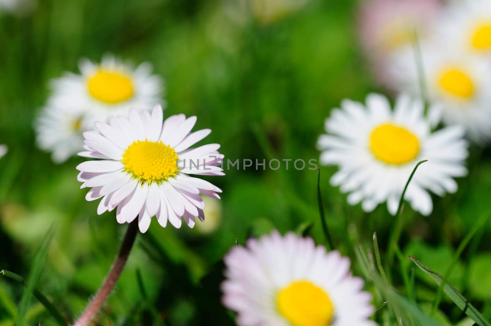 Bellis perennis