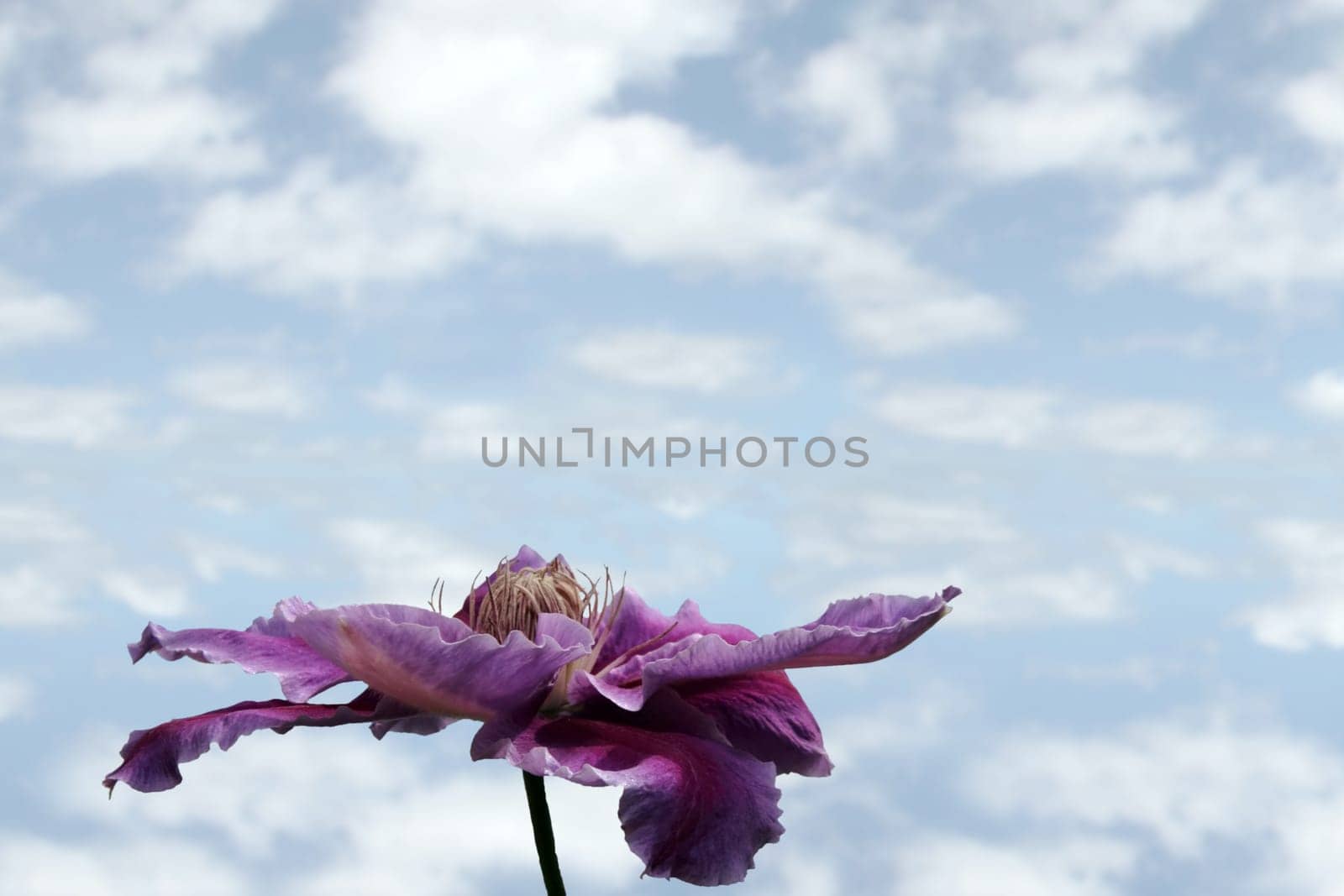 a beautiful clematis against a blue cloudy sky