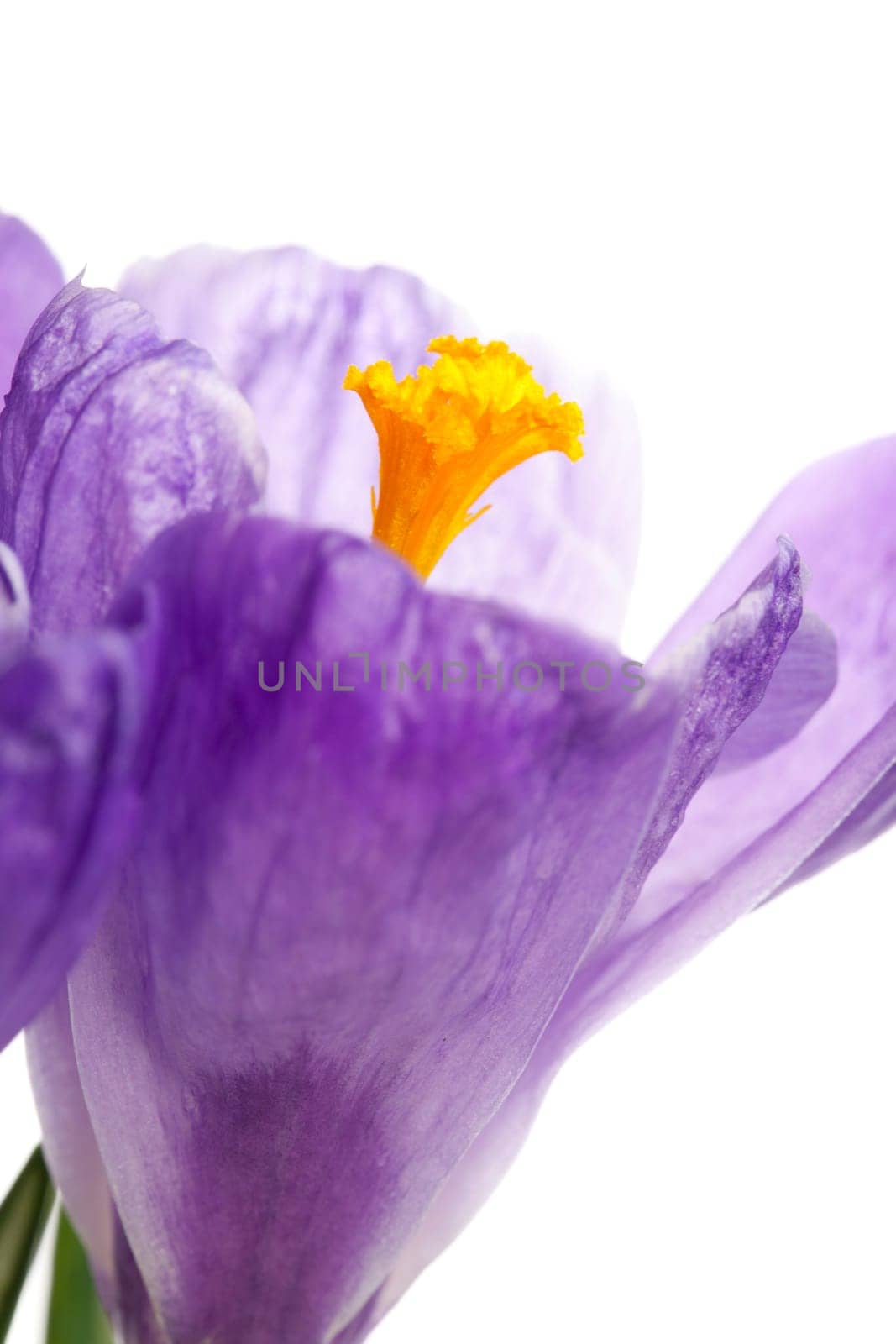 Beautiful crocus isolated on a white background