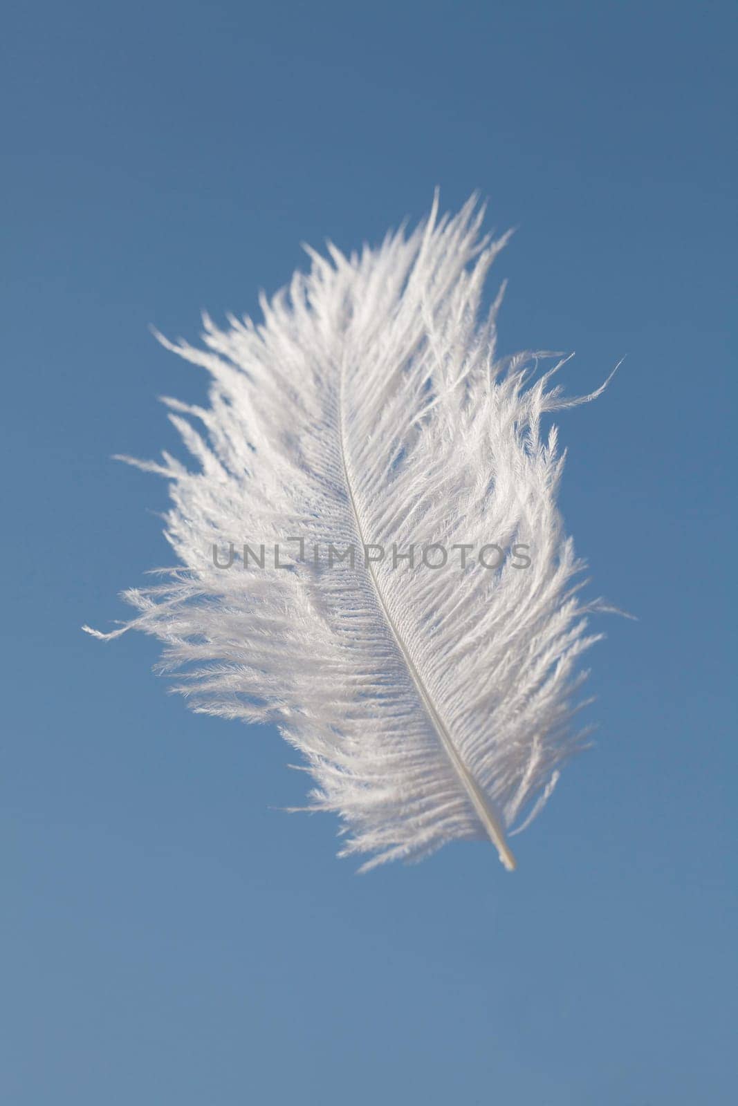 One flying feather on a blue background