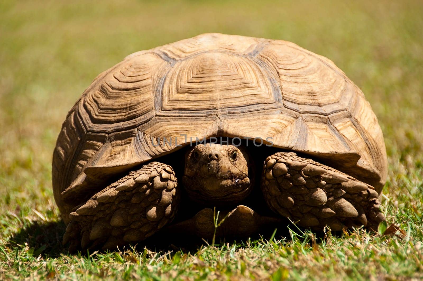 A turtle on the lawn
